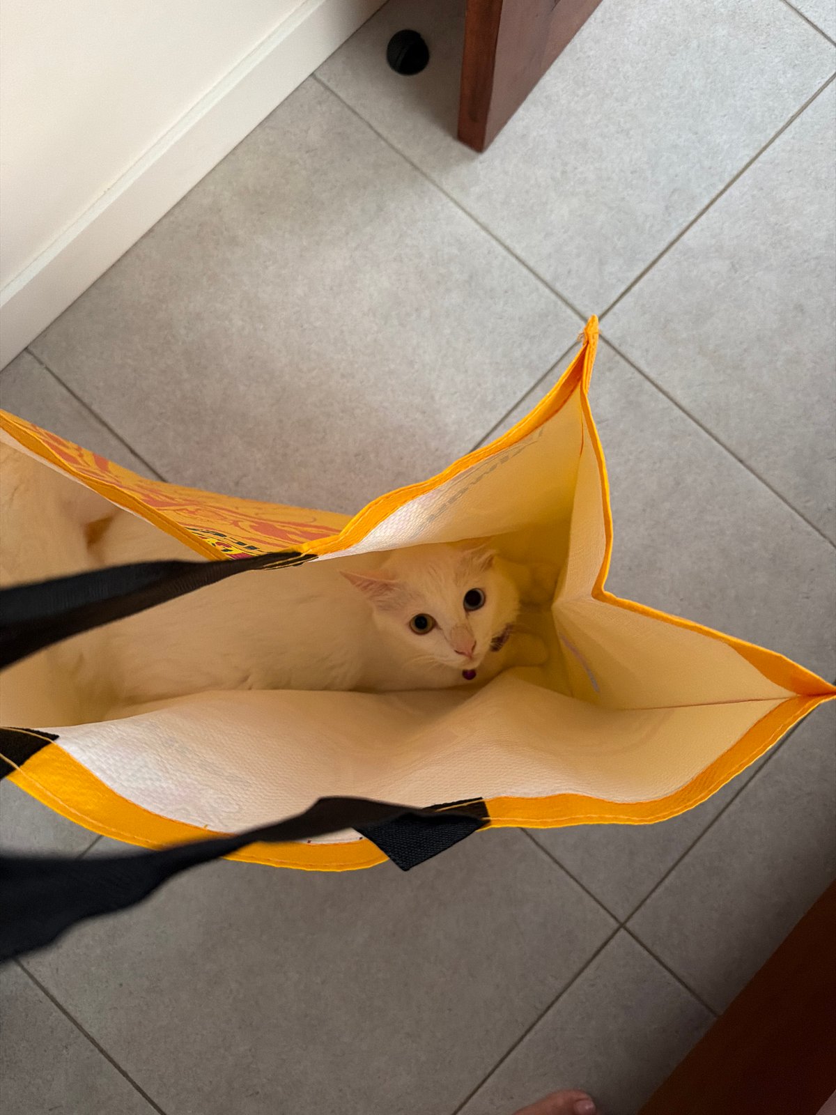 Cats play with shopping bags in early morning hours