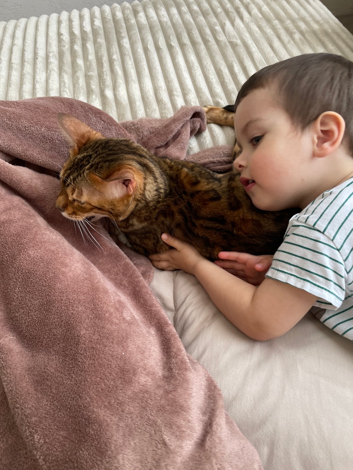 Toddler's morning playtime with cat documented in Izhevsk home