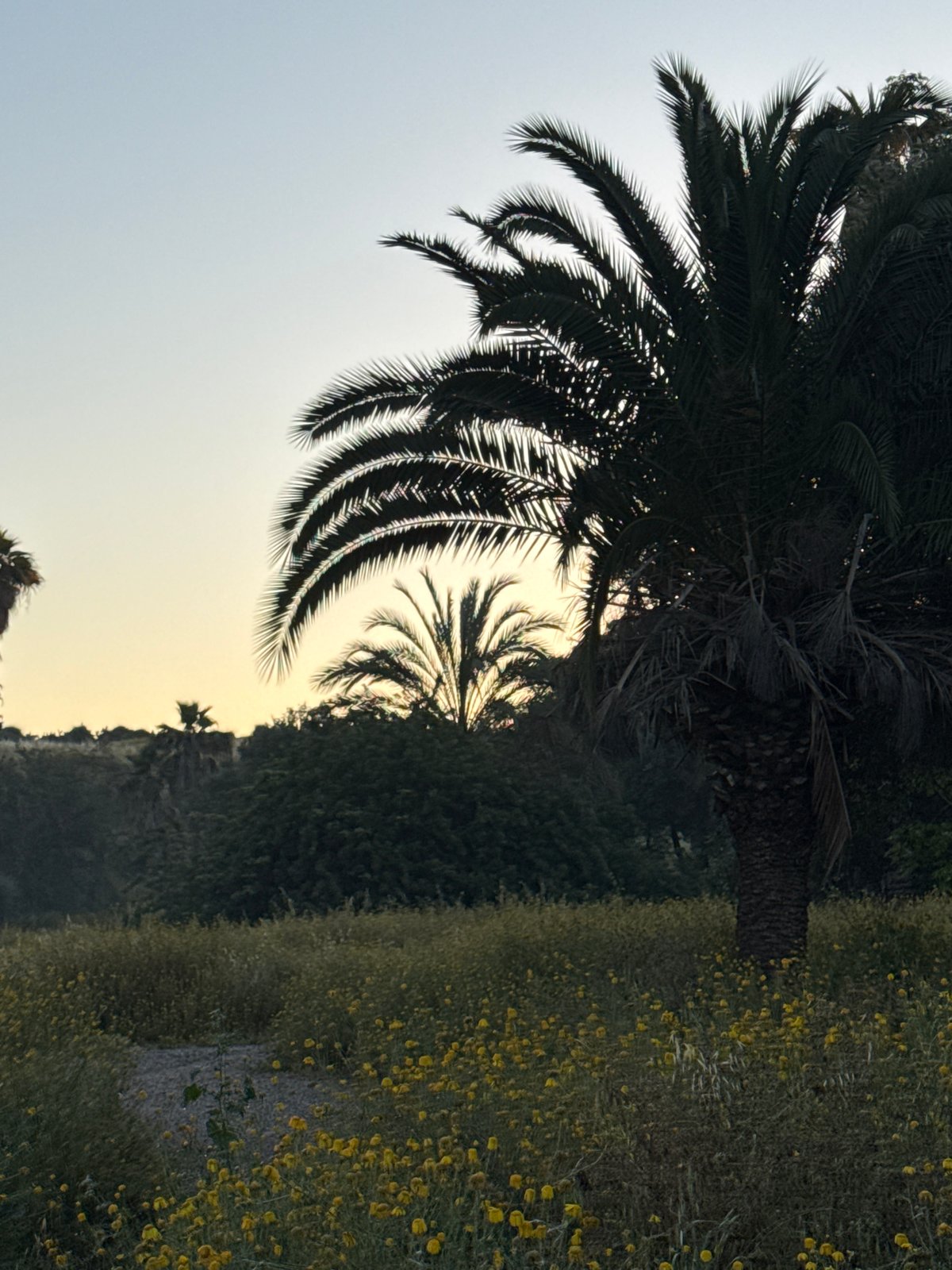 Spring flowers bloom beneath palm trees in Ramat Gan