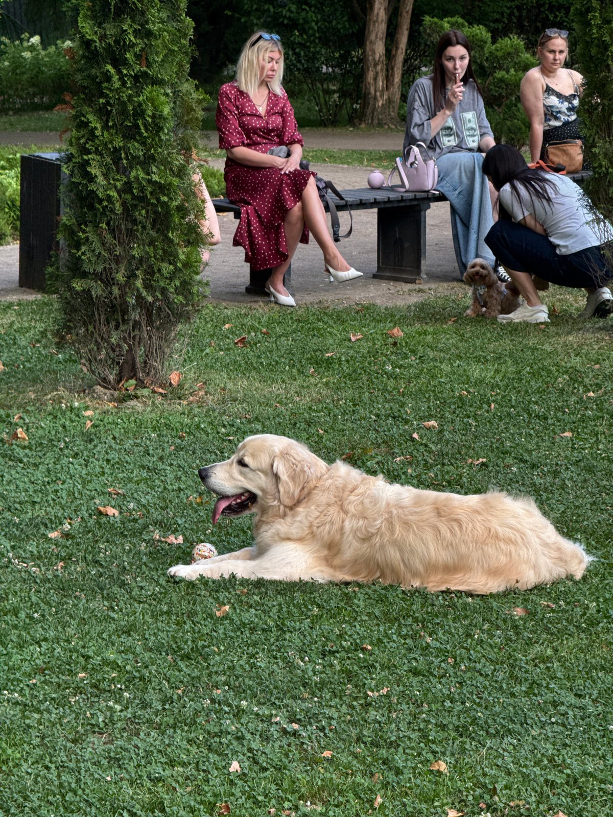 Afternoon in a Sochi park, people and a dog out in the sun