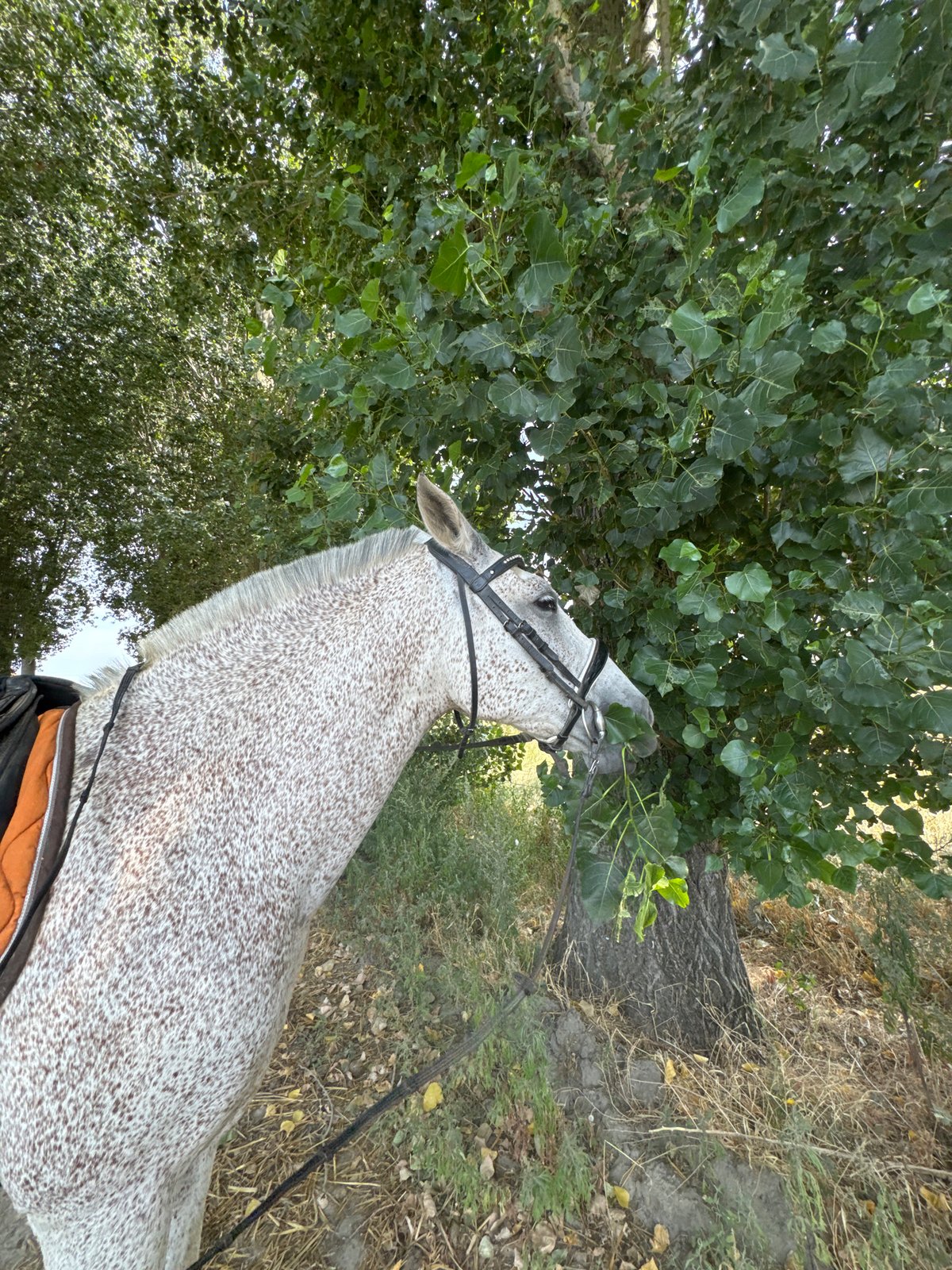 Horseback riding through rural Estaimpuis on a sunny afternoon