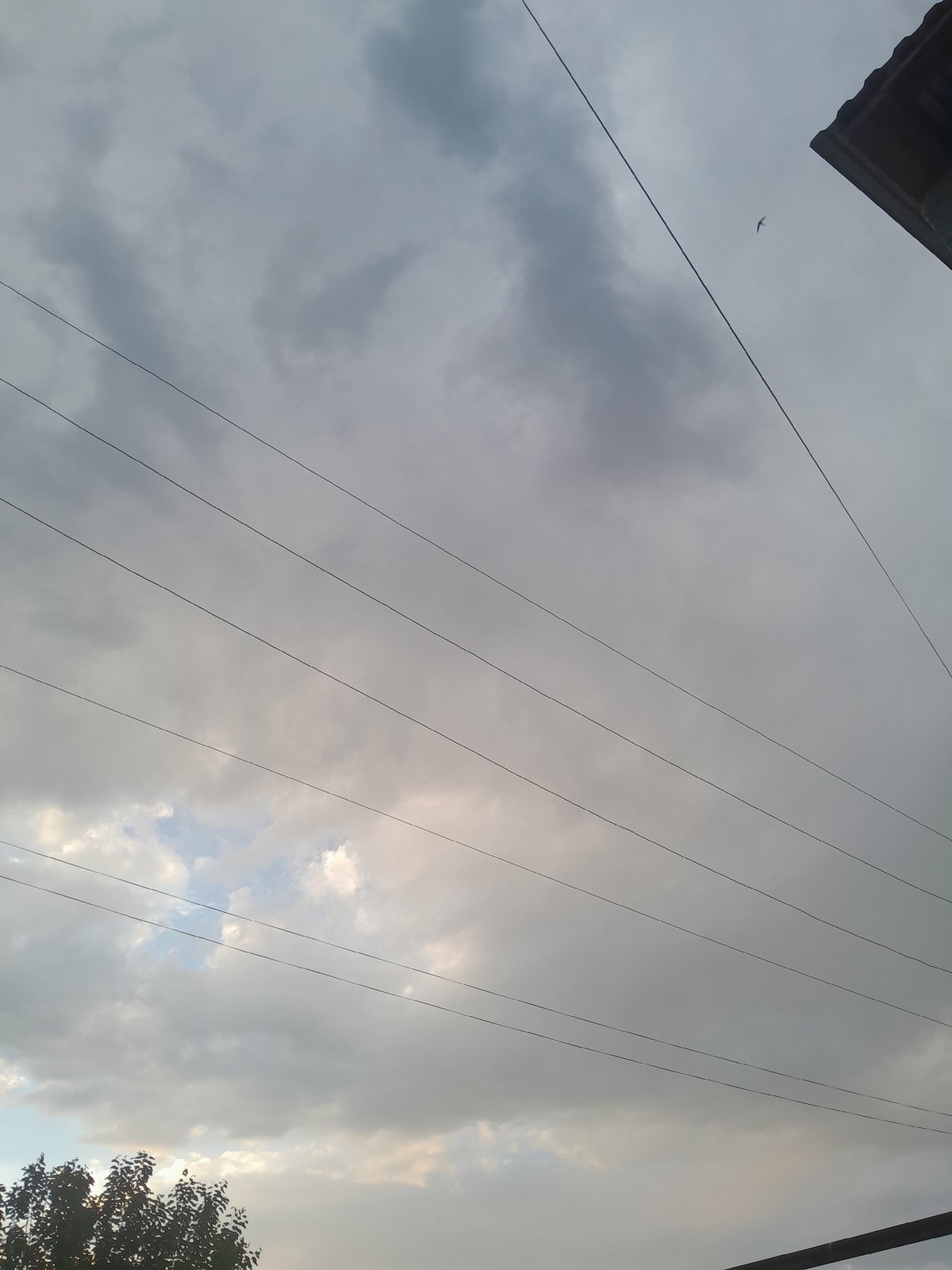 Suburban landscape documented: power lines, trees, yucca plant observed