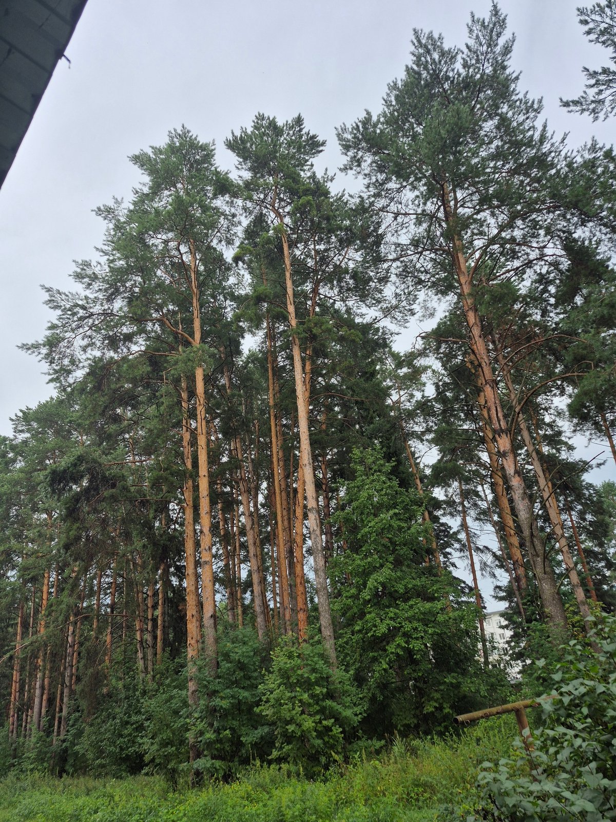 Ducks, pine forests, and industrial life in Chaikovsky morning