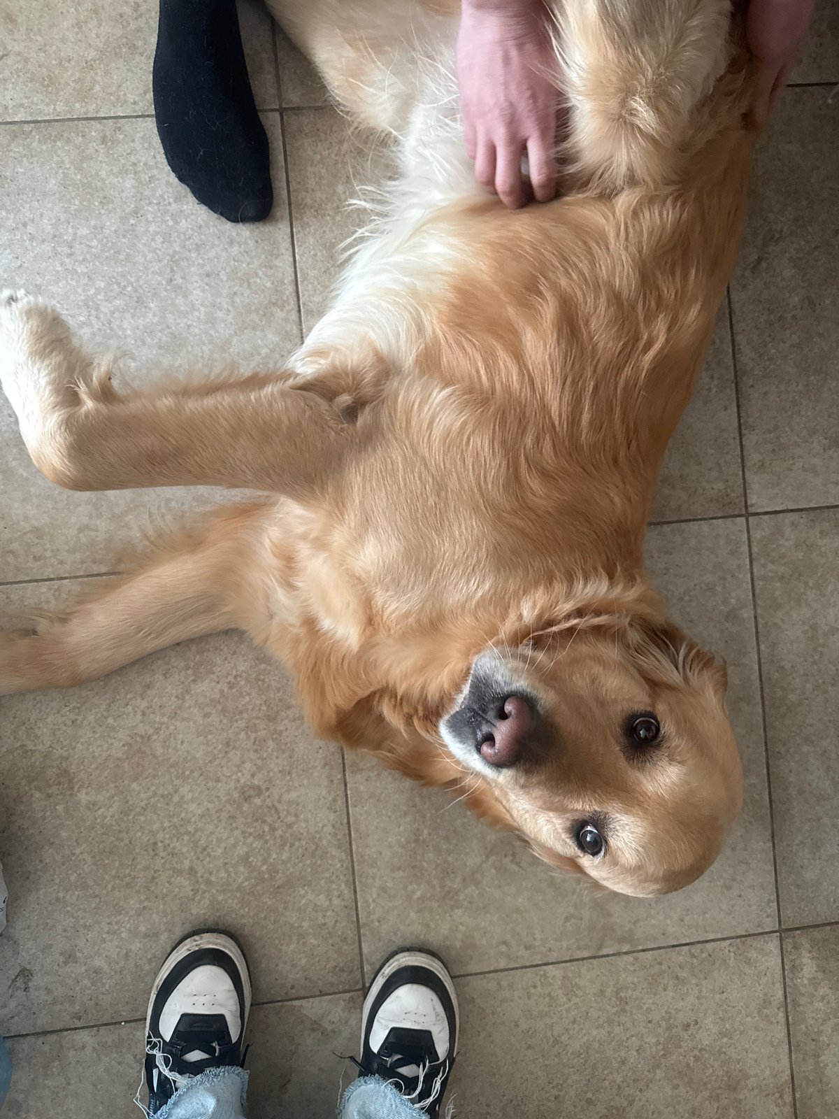Golden retriever rests with owners in Sofia home