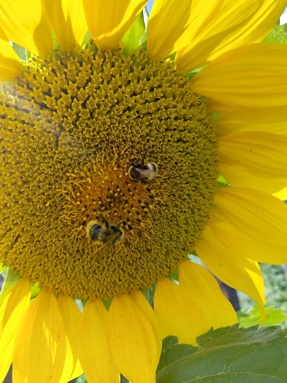 Malinovka garden in late summer bloom and early harvest