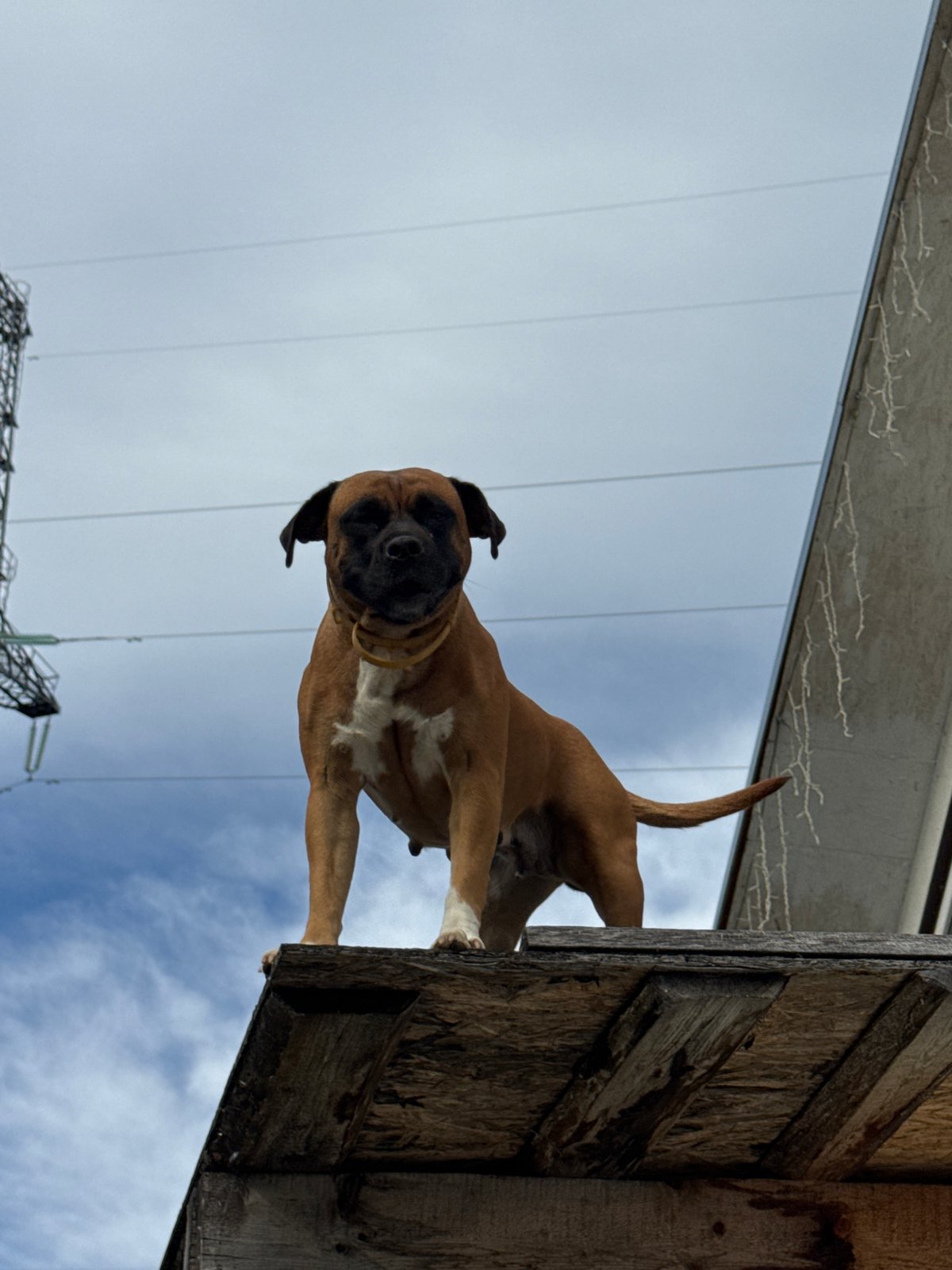 Boxer dog goofing around in Chaikovsky