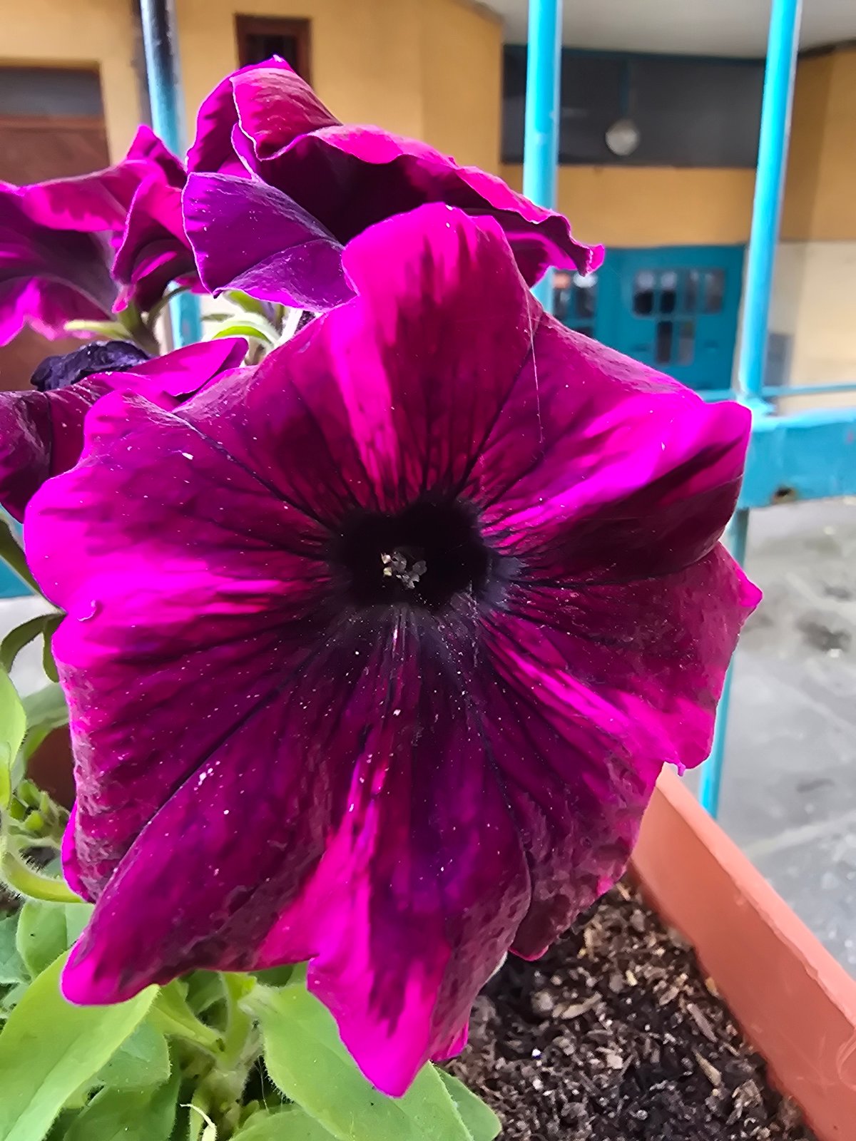Urban nature photography session captures flowers, street scenes