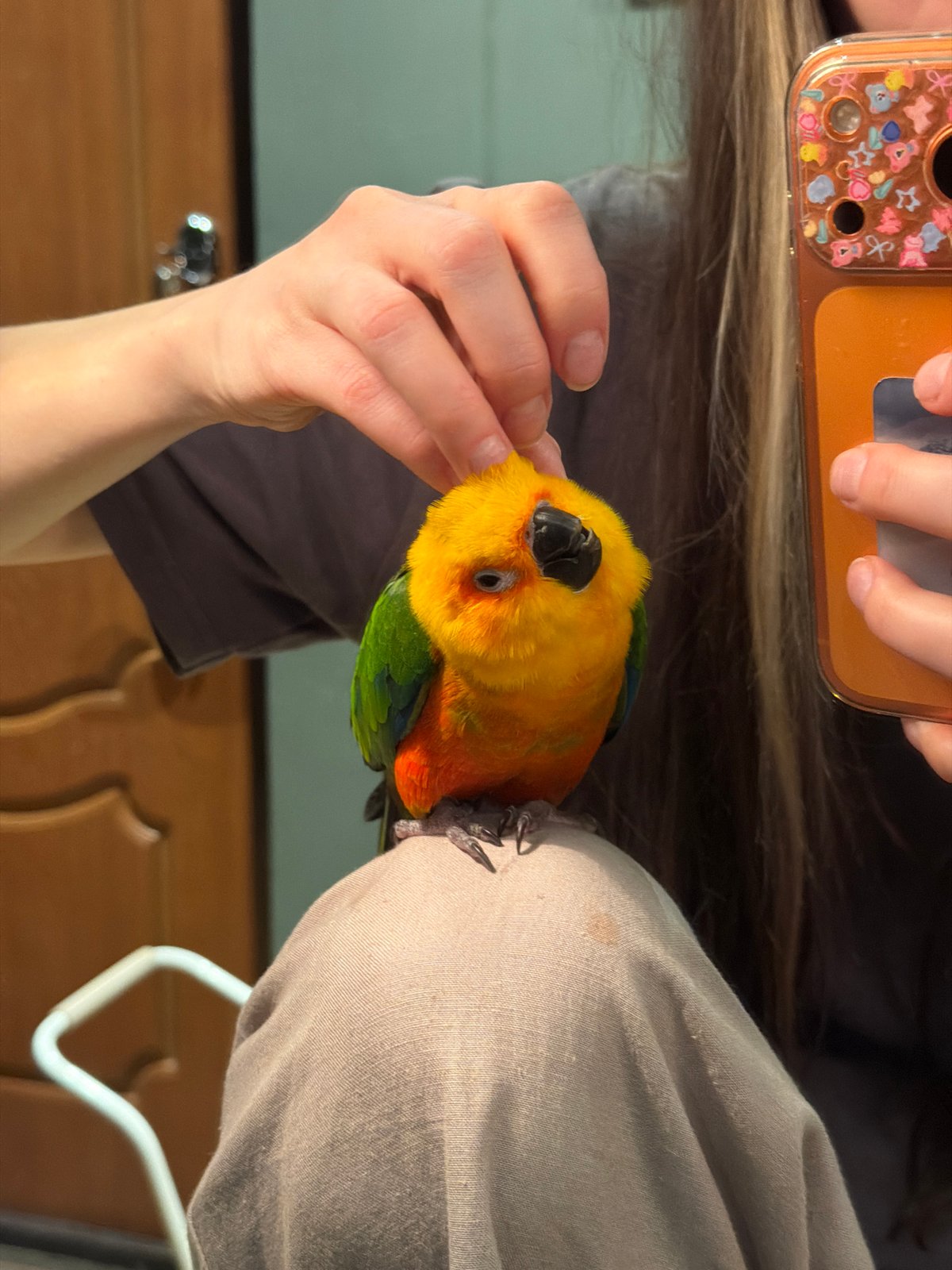 Person takes selfie with colorful Sun Conure parrot indoors