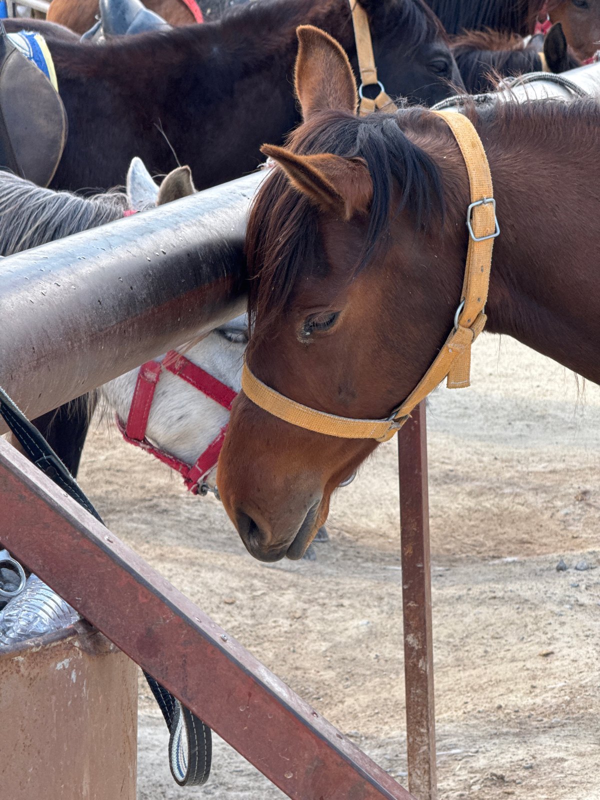 Tourist visits horse stable in Göreme's fairy chimney landscape