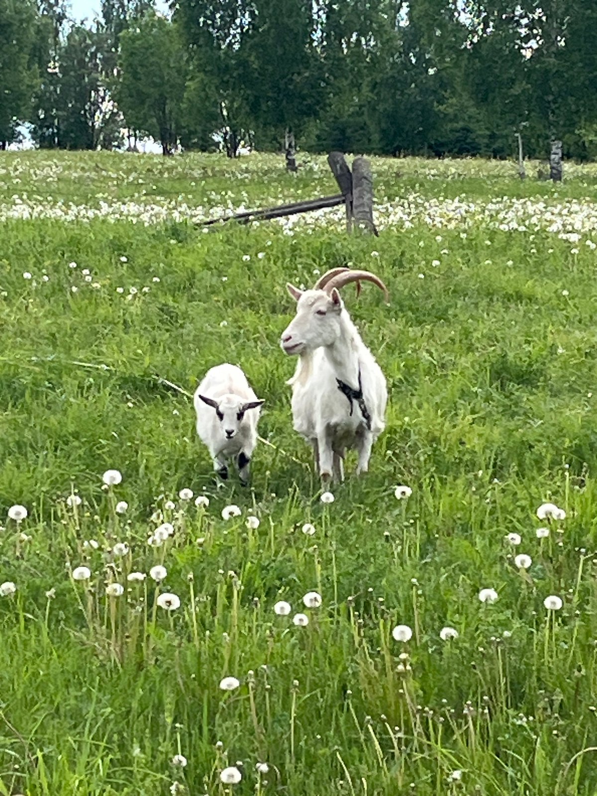 Woman tends goats in Russian field amid dandelions