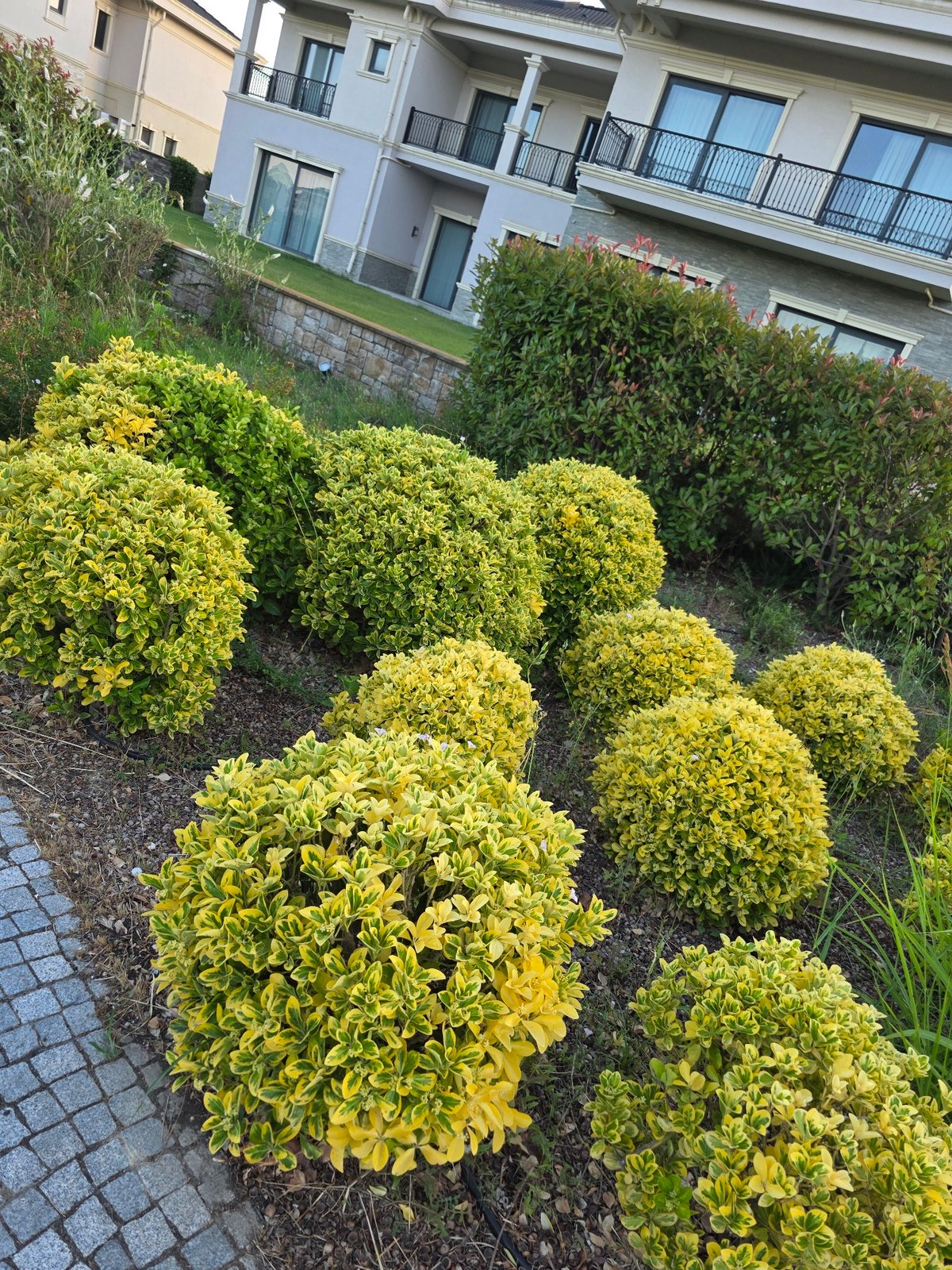 Summer blooms and greenery around a Surakhany Raion residential complex