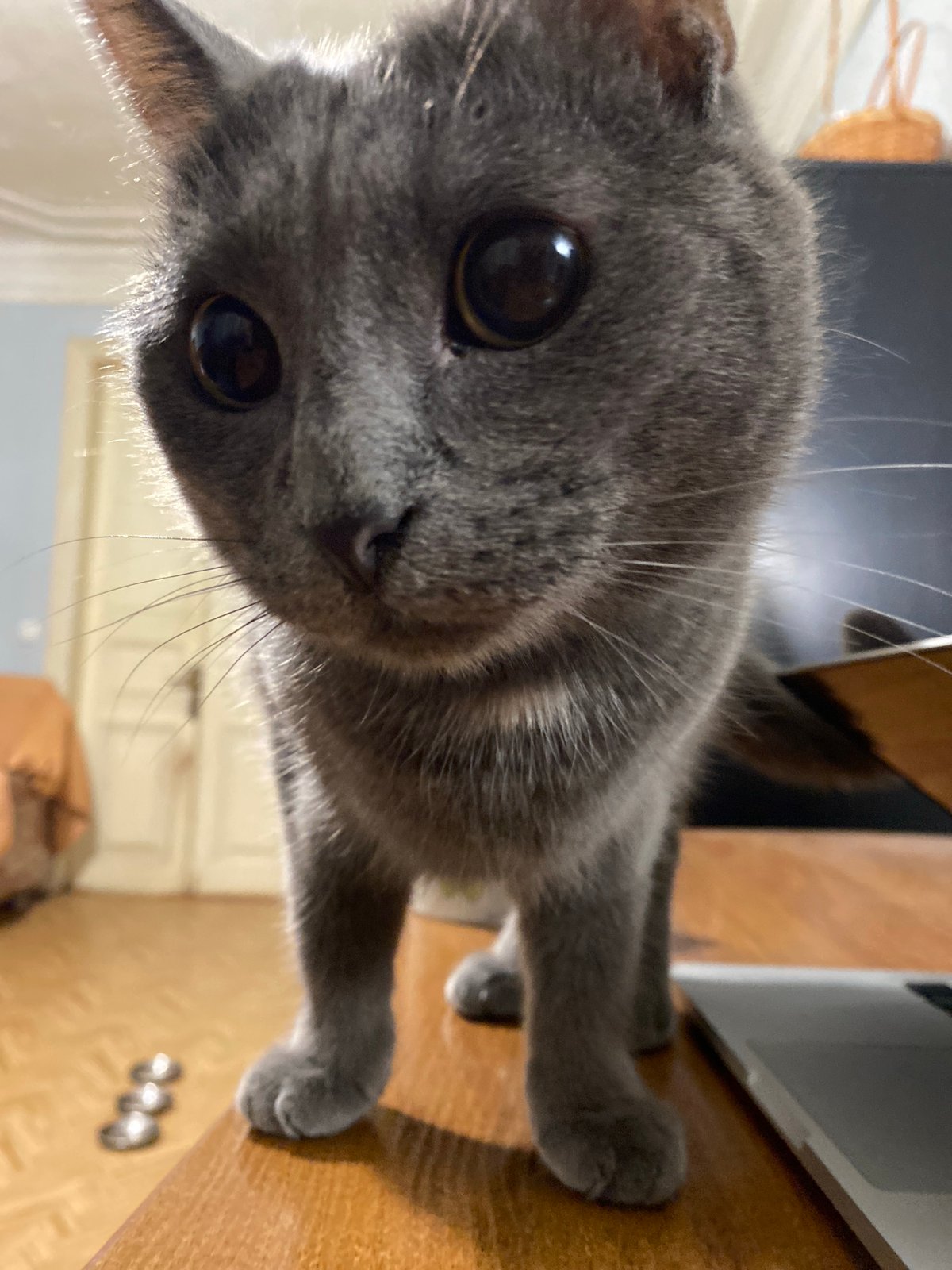 Close-up portraits of three cats shot in quick succession