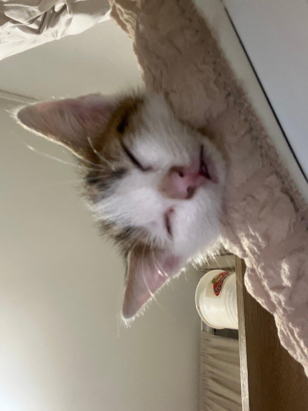Evening scenes around Sliven: sleeping kitten, crepes, and mountain views