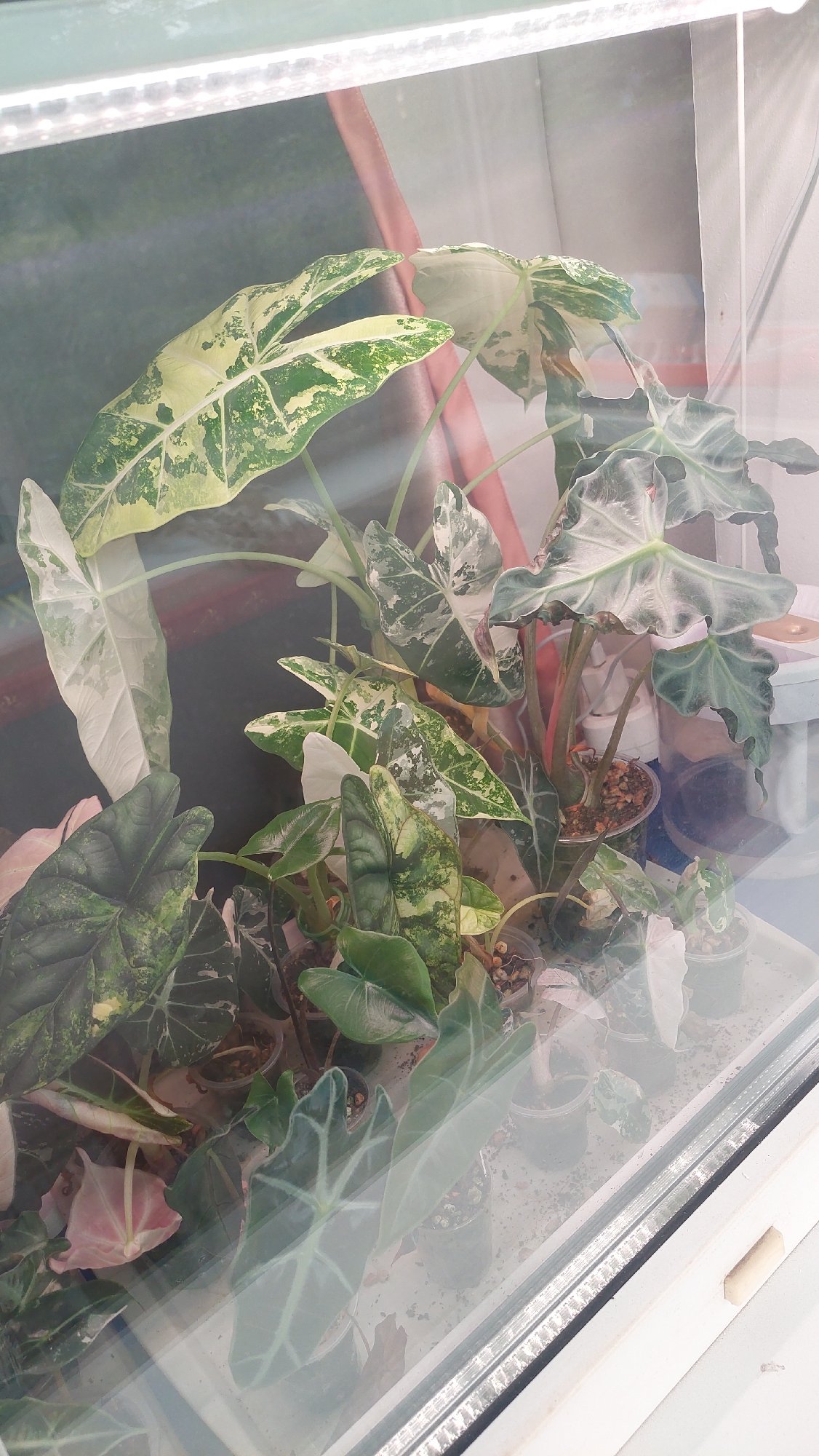 Plants, streets, and skies across a Russian Far East morning
