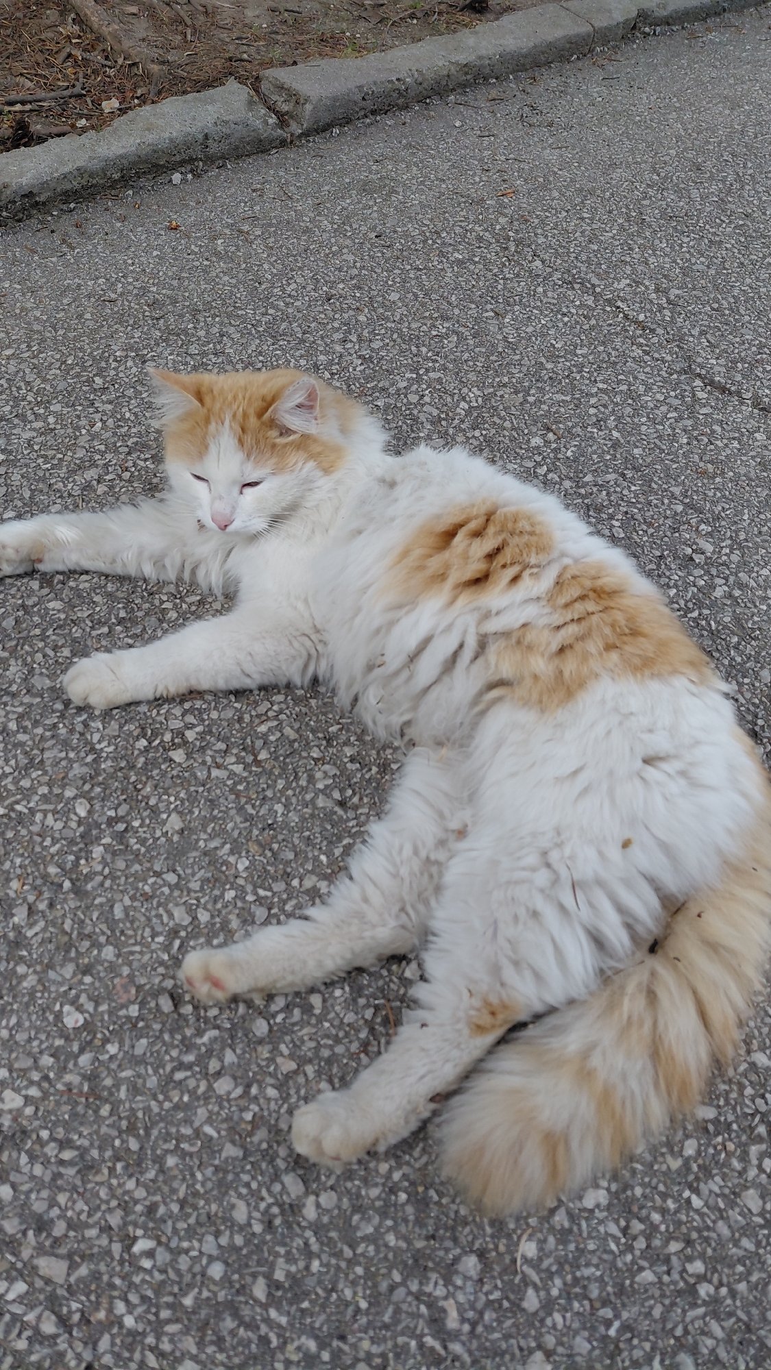 Urban wildlife spotted: cats and geese in city setting