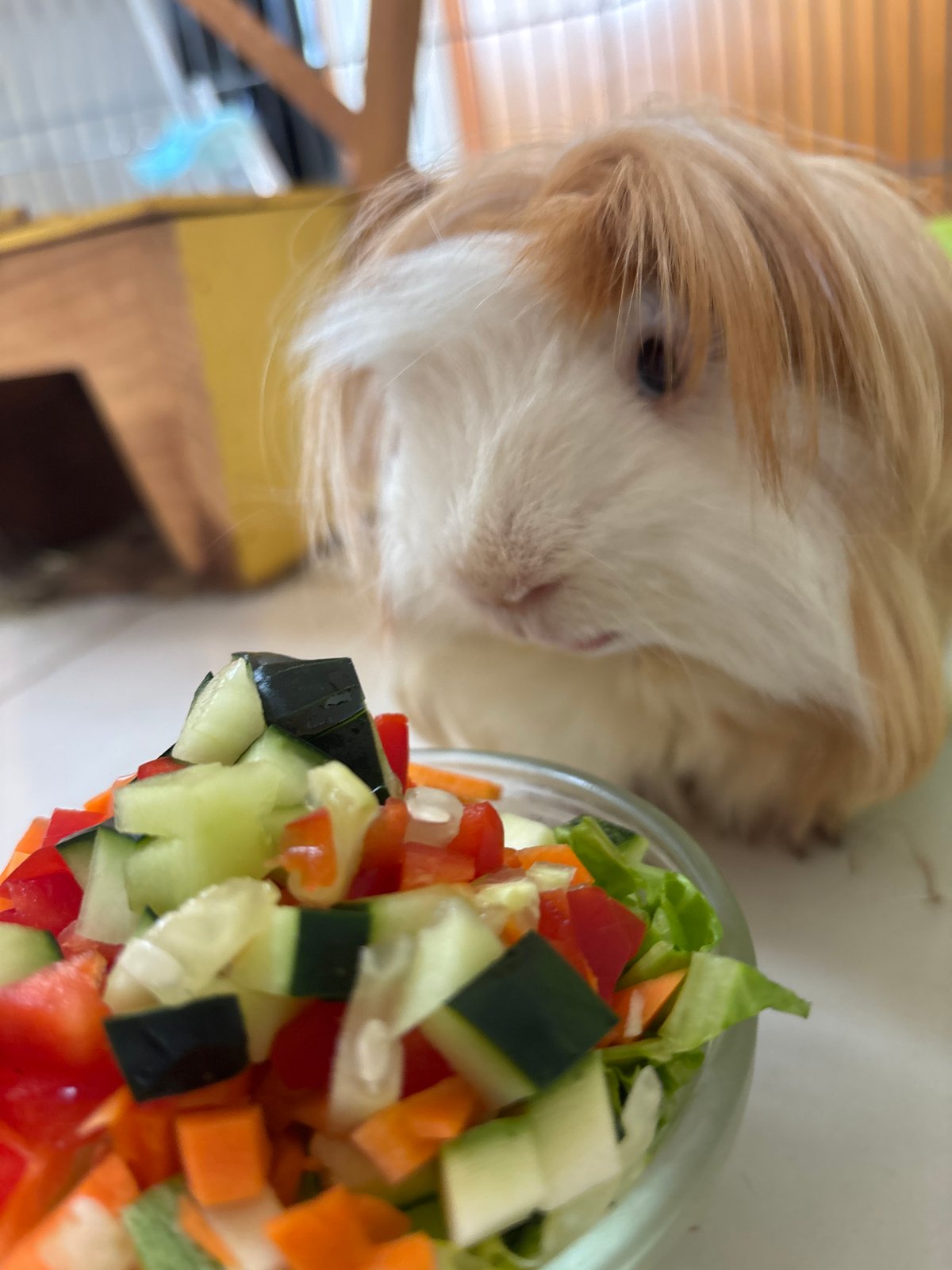 Guinea pig enjoys vegetable dinner in Puebla home