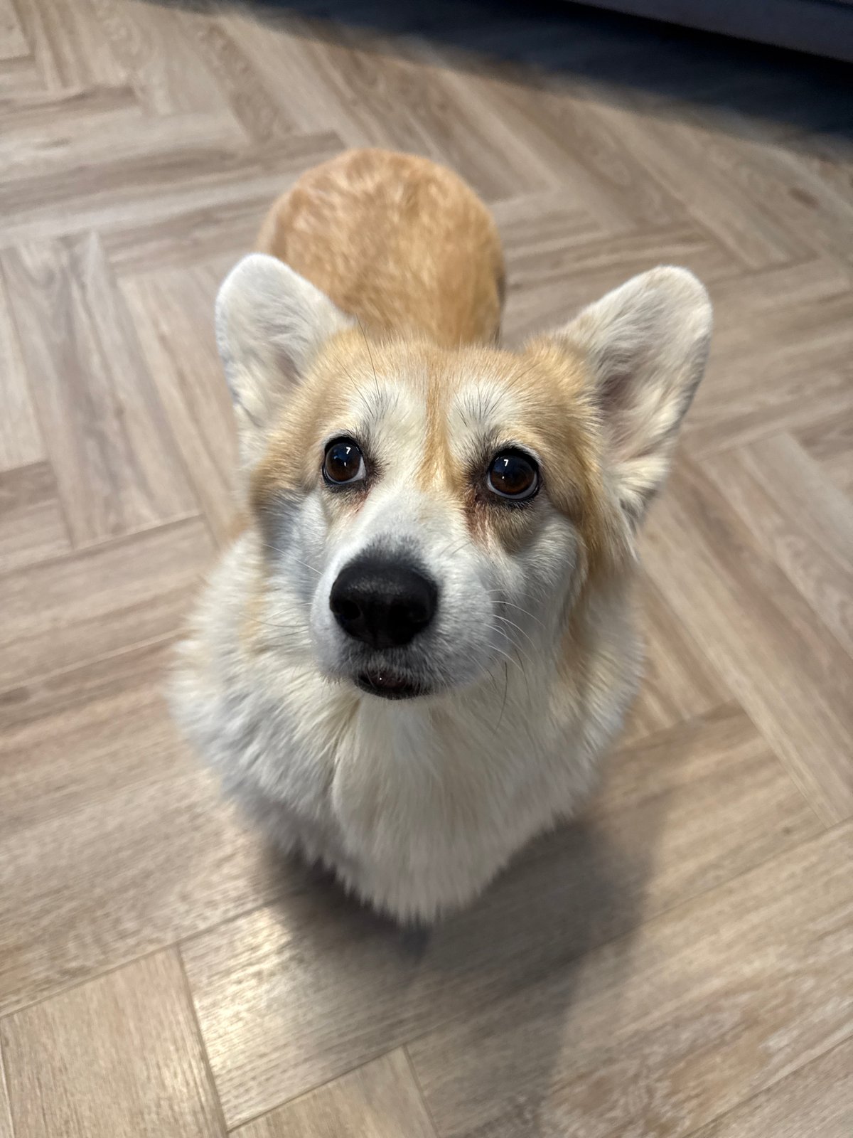Corgi photographed on wooden floor in Krasnoyarsk morning