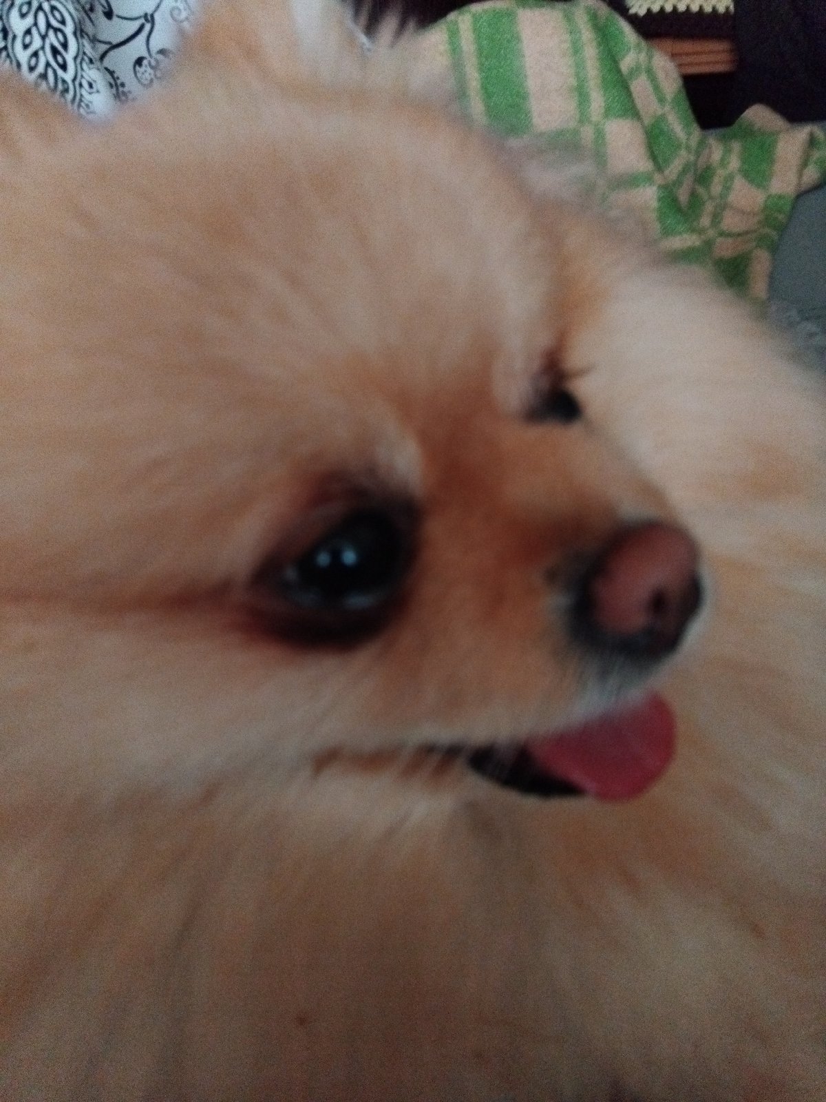 Pomeranian dog photographed during afternoon rest in Apriltsi, Bulgaria