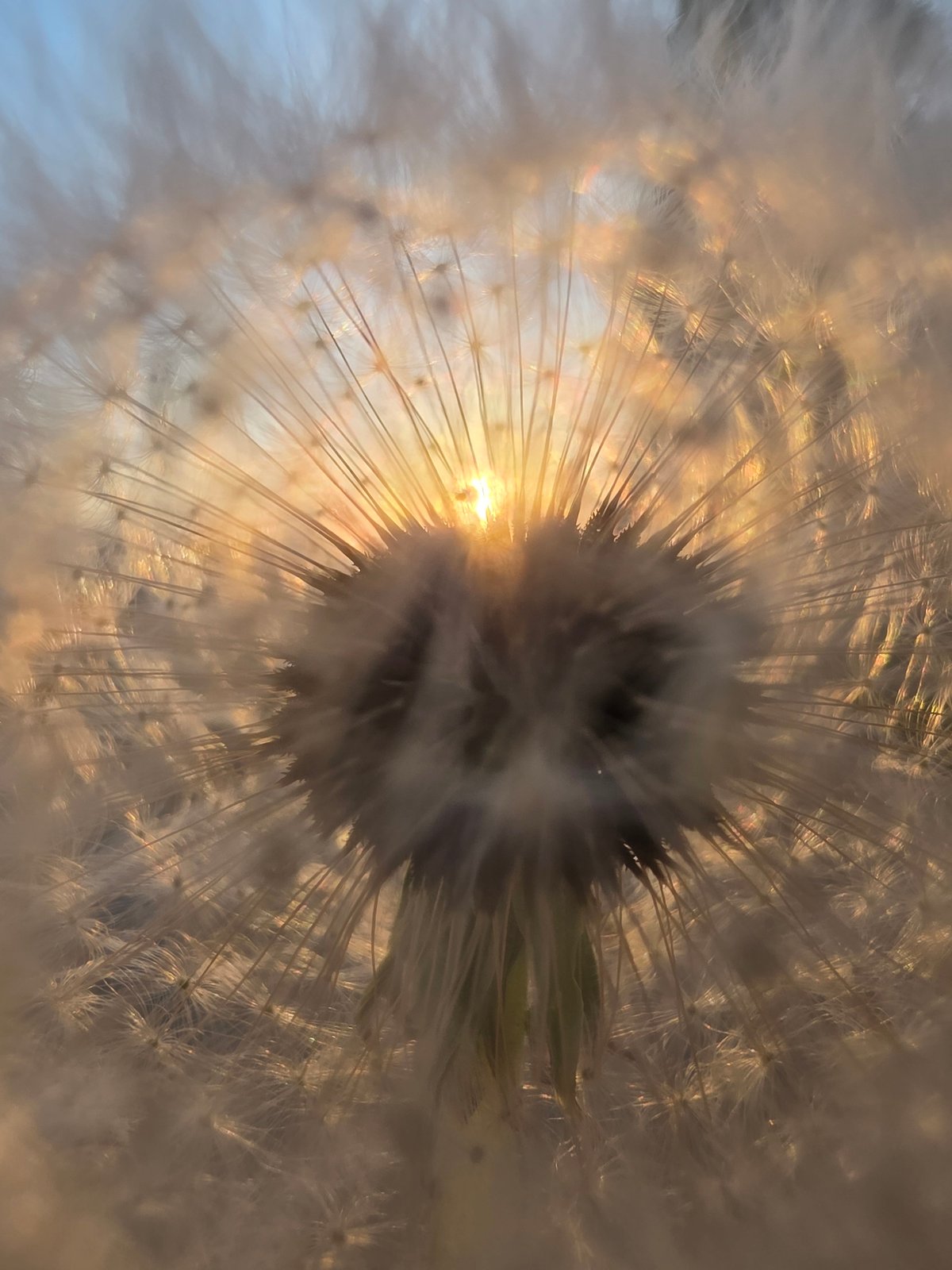 Evening botanical walk documented in Chaikovsky, Russia during sunset