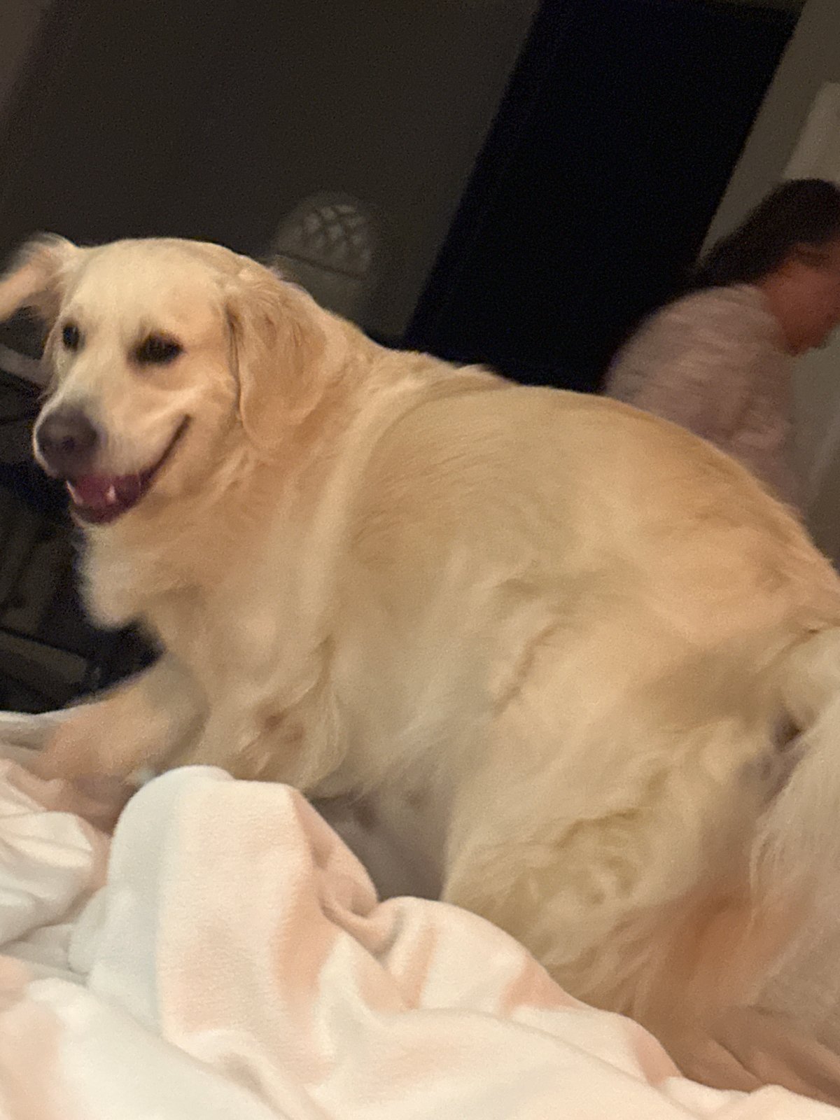 Happy dog chilling at home in Stallings, NC