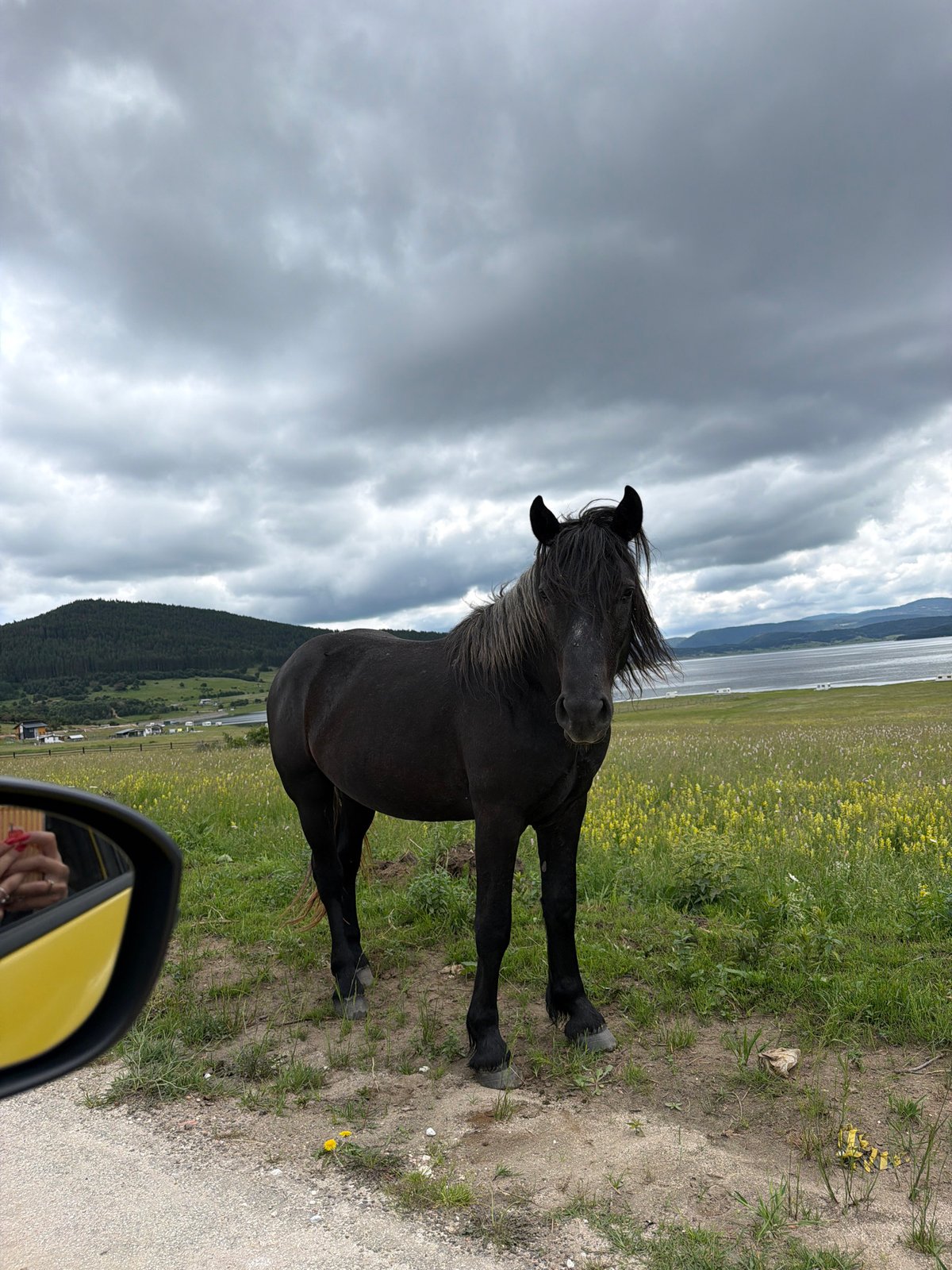 Horses graze among wildflowers in Bulgarian countryside field