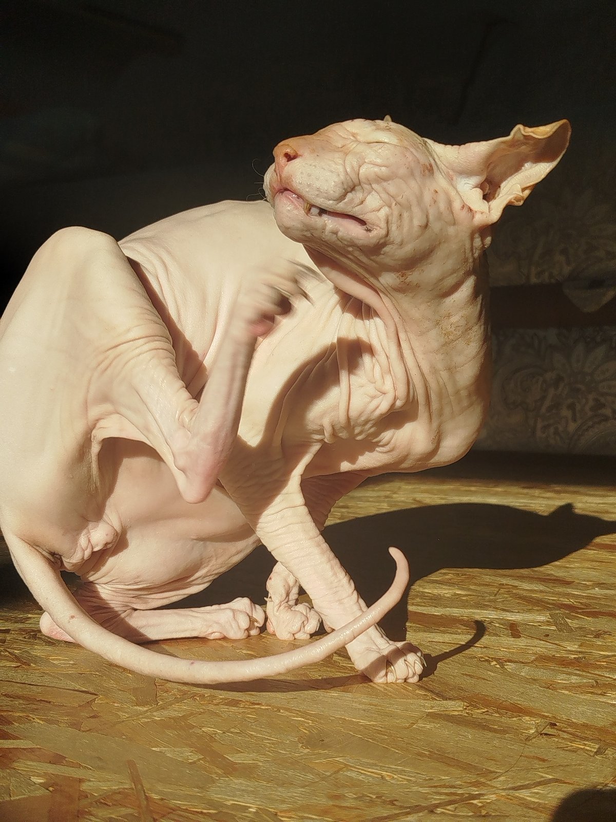 Sphynx cat at home, plus a glimpse of garden lilies
