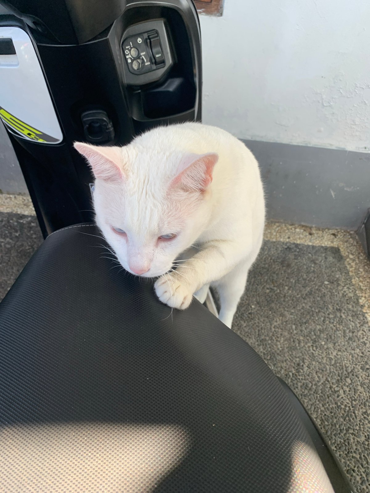 Odd-eyed white cat claims a scooter seat in Sukawati