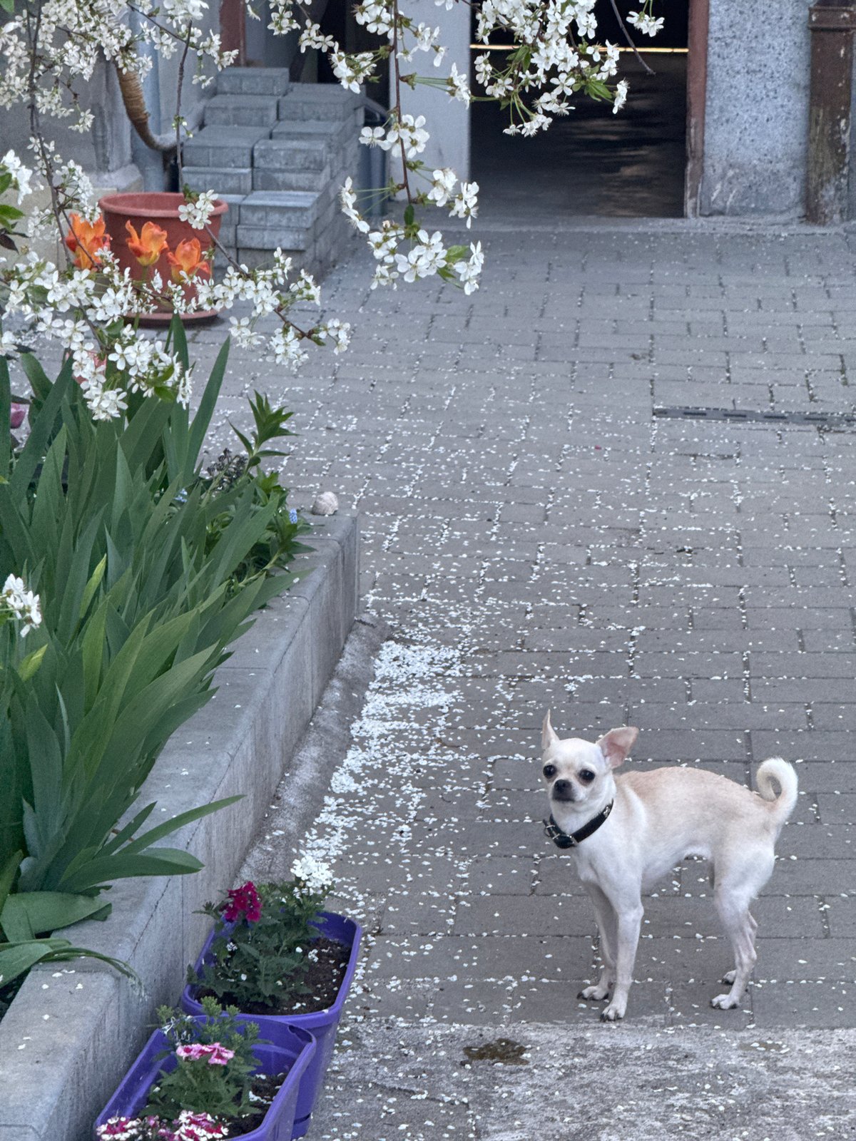 Dog walker and chihuahua spotted on Sofia bridge amid flower petals
