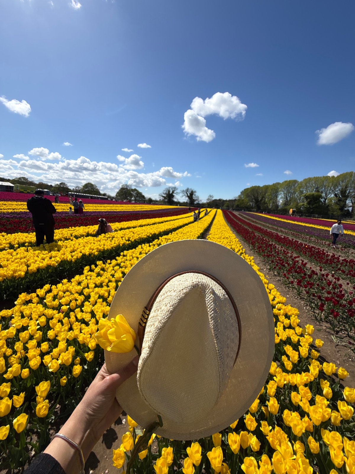 Spring tulip field moment captured in Norfolk countryside