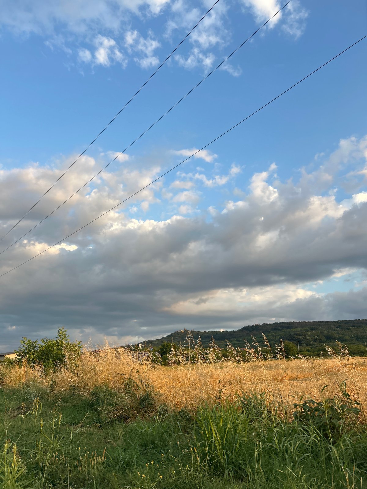 Dog on a leash, roadside scenes, golden-hour countryside