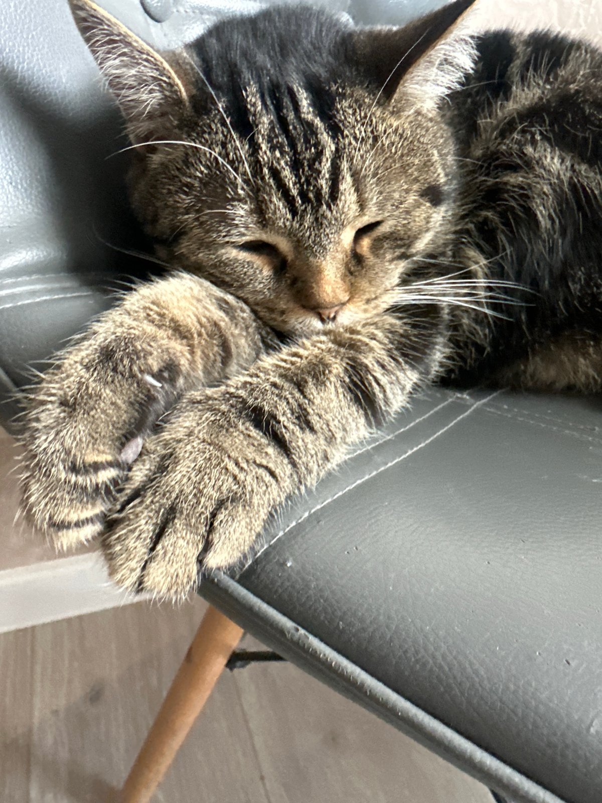 Quiet pet moments captured in Stavropol home