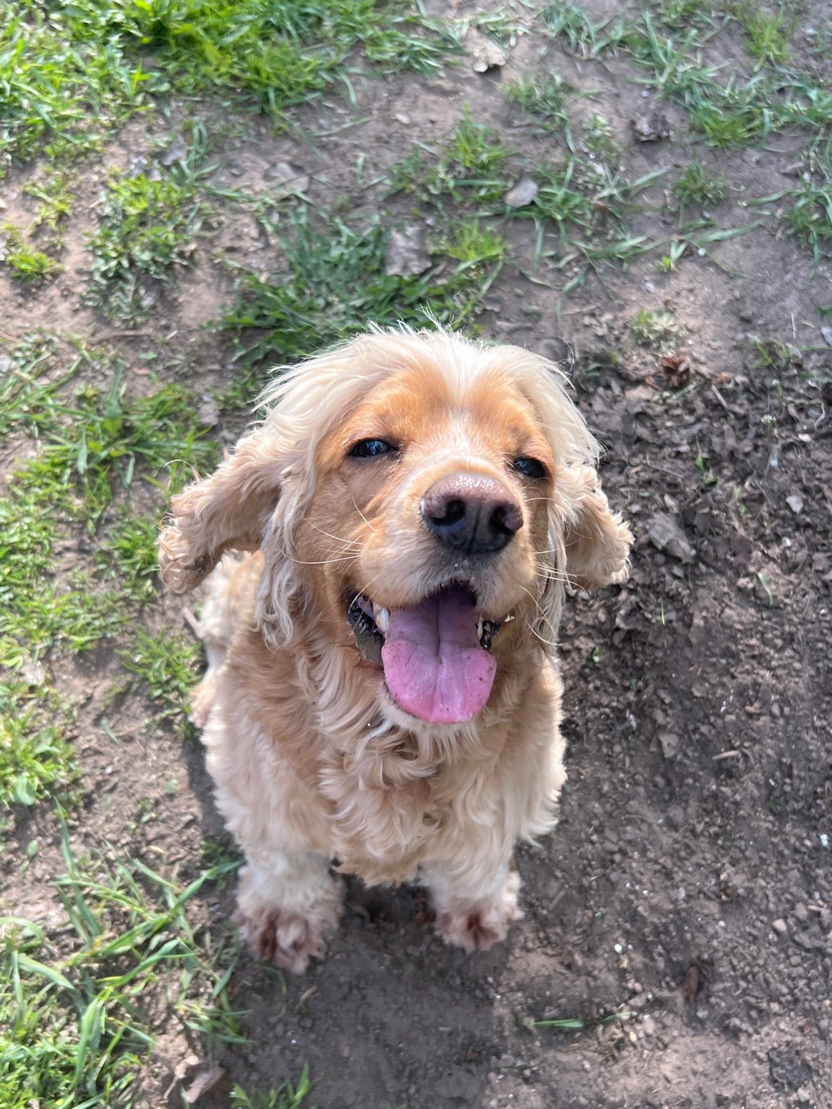 Cocker Spaniel spotted in spring backyard in Chaikovsky, Russia