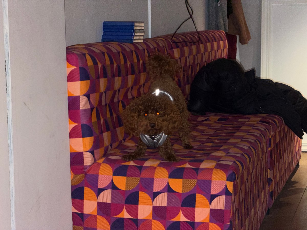Woman spends morning baking with poodle companion in Sofia home