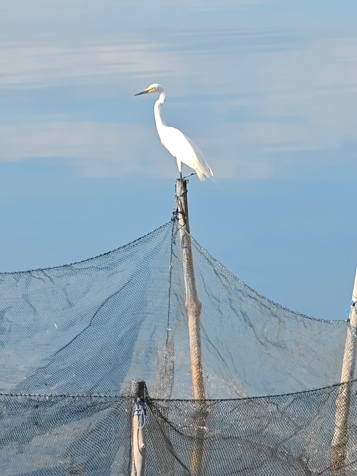 Egrets gather in coastal waters of Lhokseumawe, Indonesia