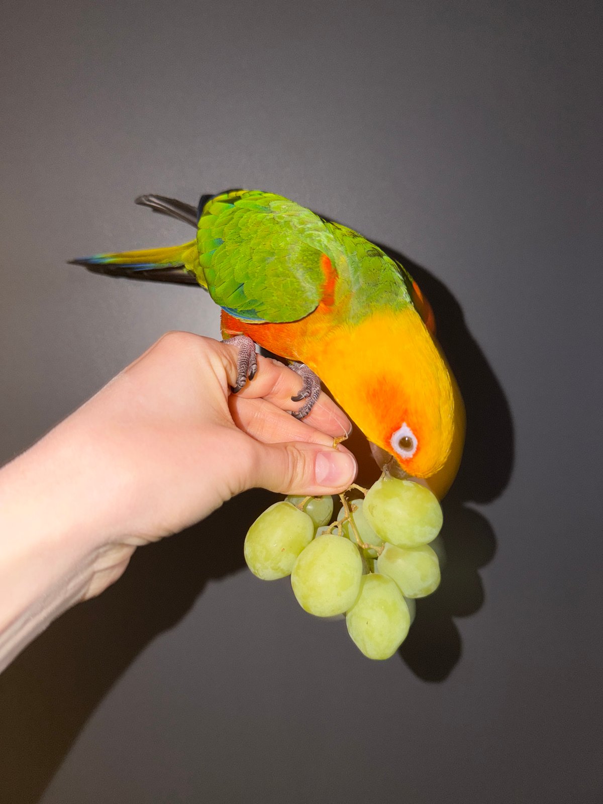Colorful sun conure parrot spotted with locals in Khimki