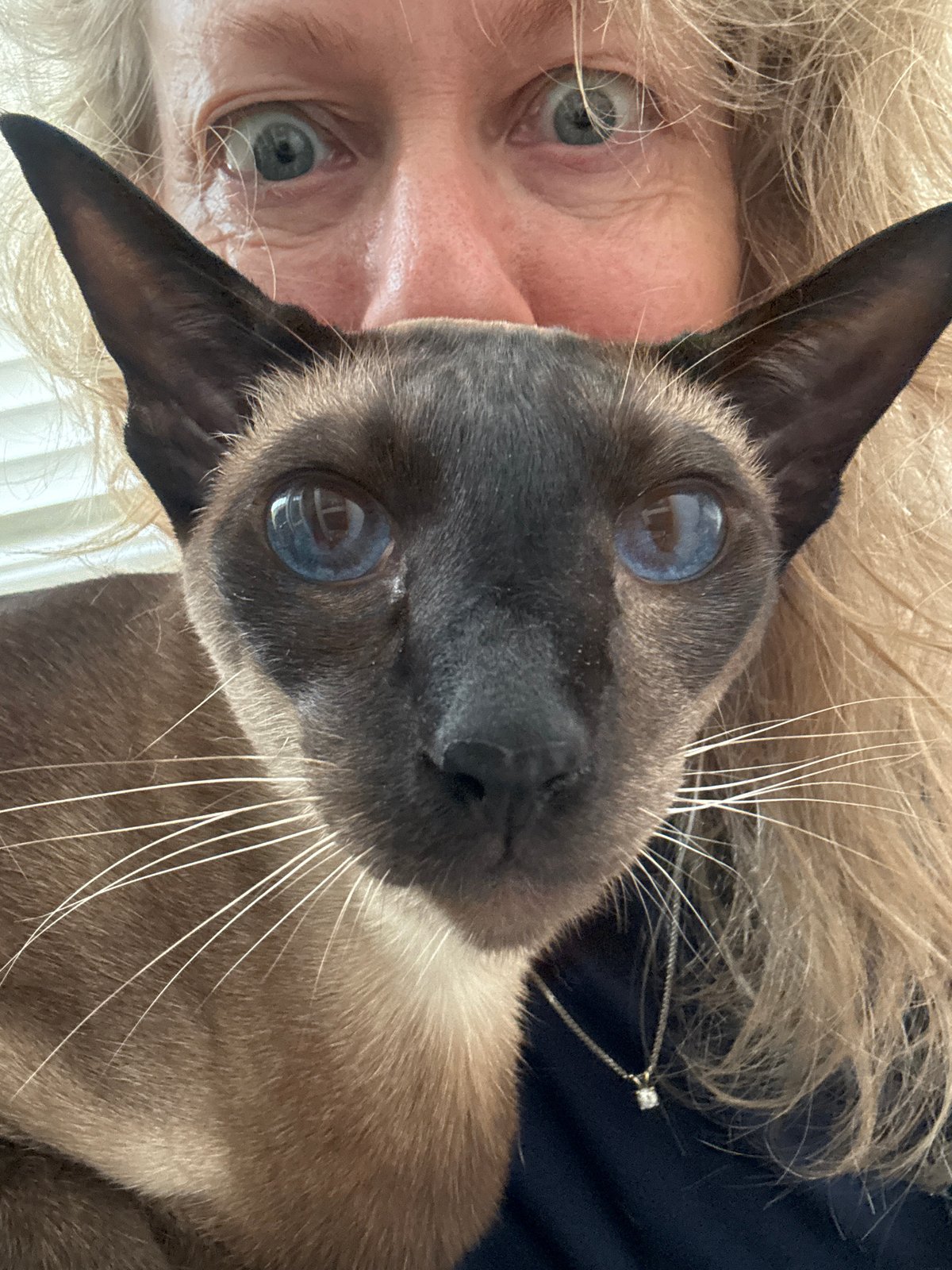 Ramat Gan afternoon with a Siamese cat and casual portraits