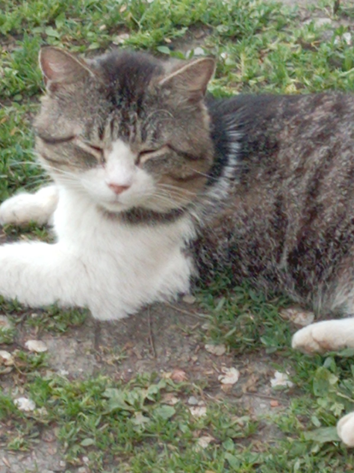 Artyom resident documents local cats, dogs, and garden plants