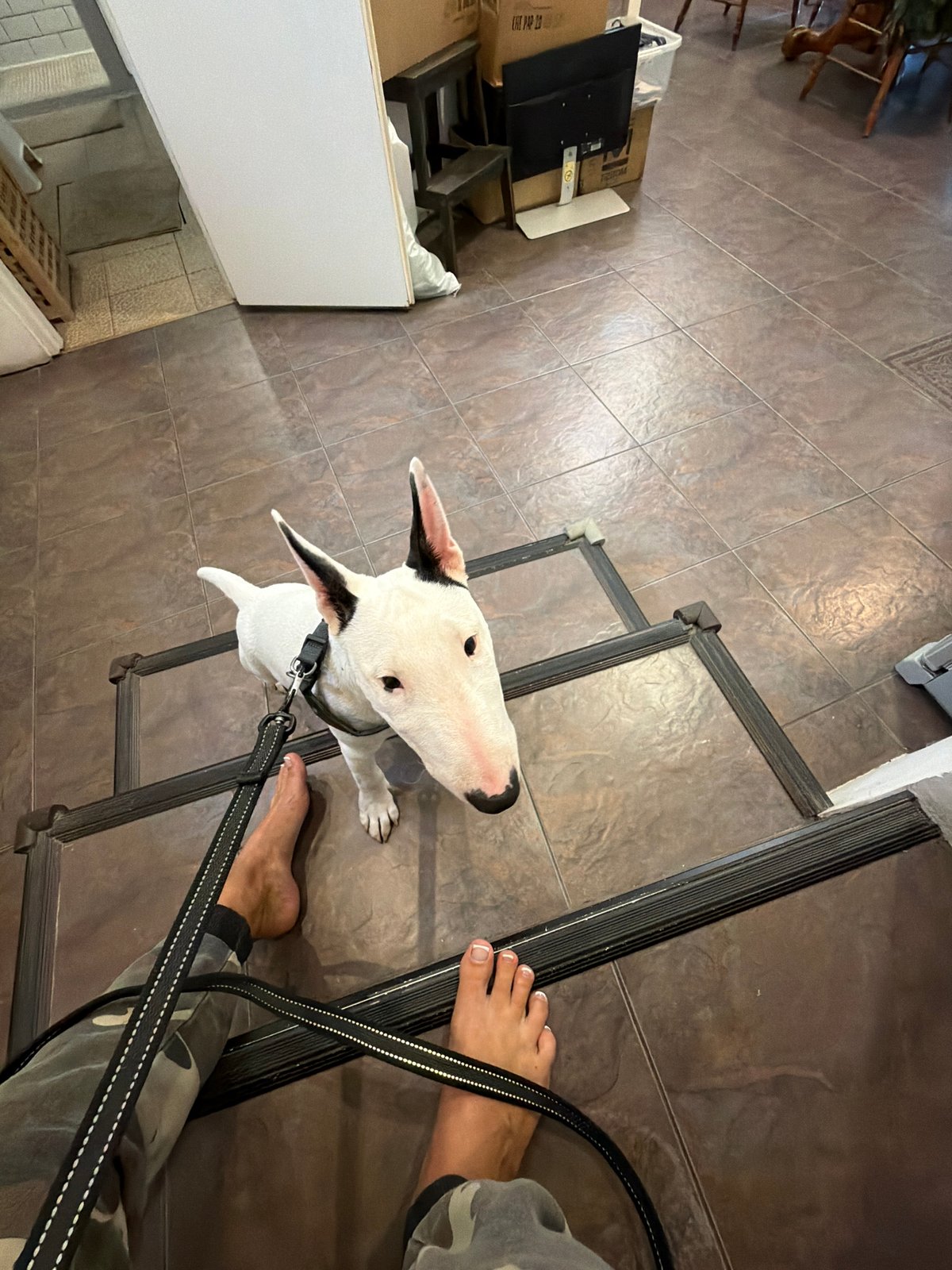 White Bull Terrier on a leash, Novosibirsk