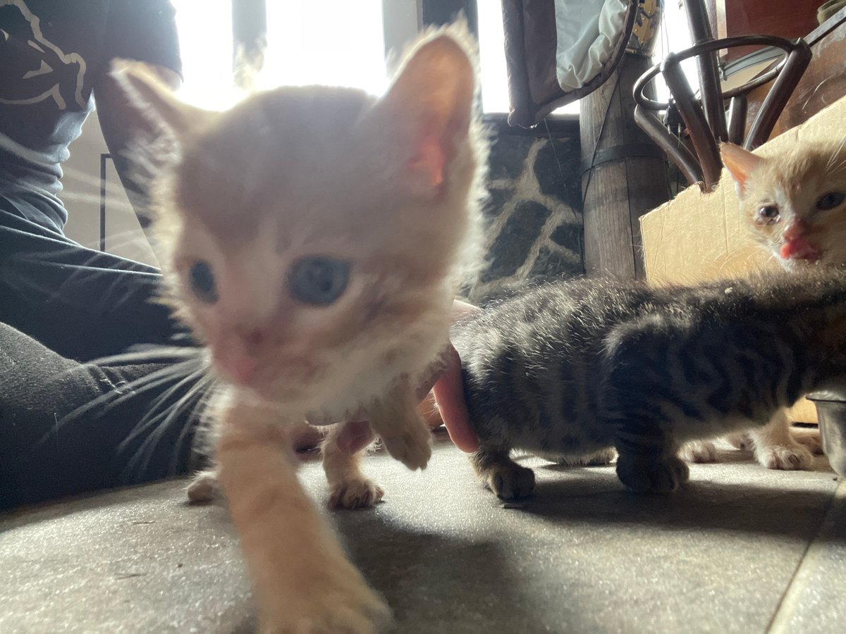 Kittens and chickens observed at Bulgarian residence