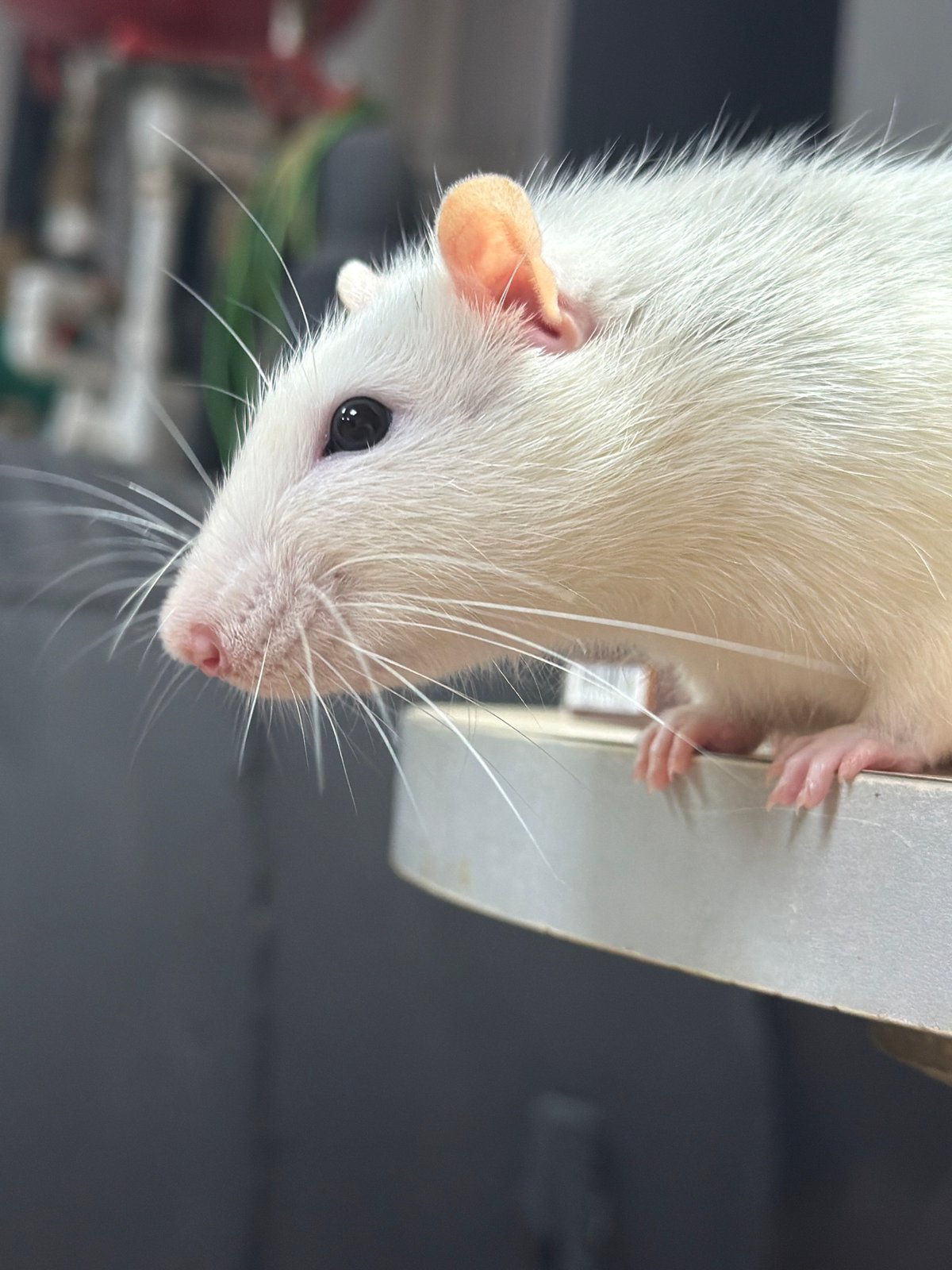 Person with pink hair handles white rat in Markovo