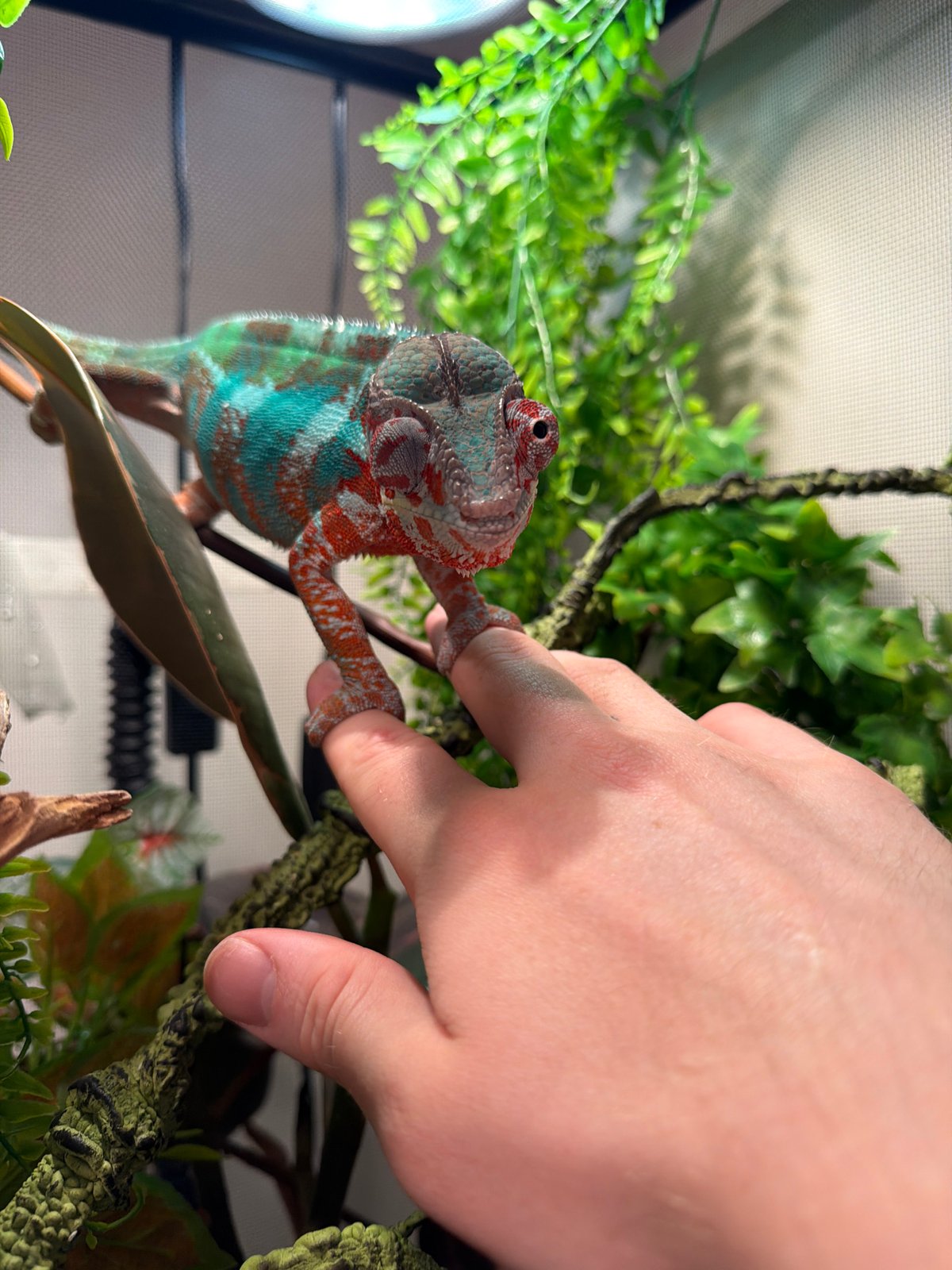 Colorful chameleon interacts with human hand in Los Angeles enclosure