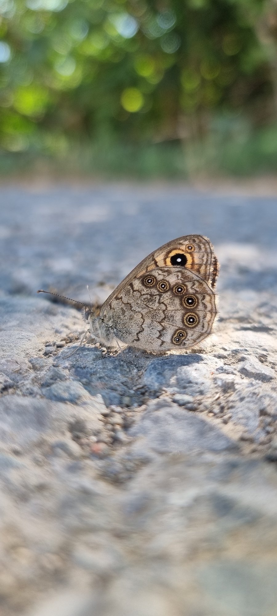 Butterfly at rest on sunlit rock, wings showing intricate patterning