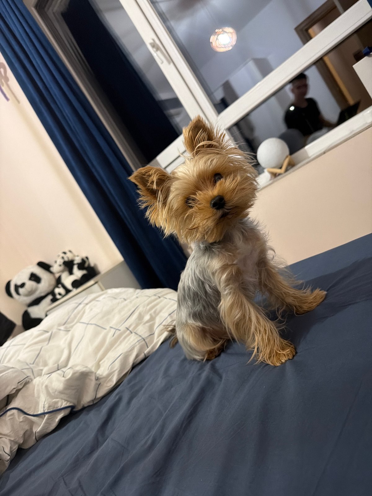 Sofia witness captures dog photos, mysterious 'BANGARANGA' text images