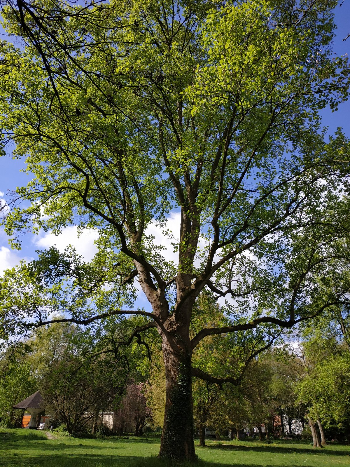 Spring morning nature walk documented in Dortmund forests