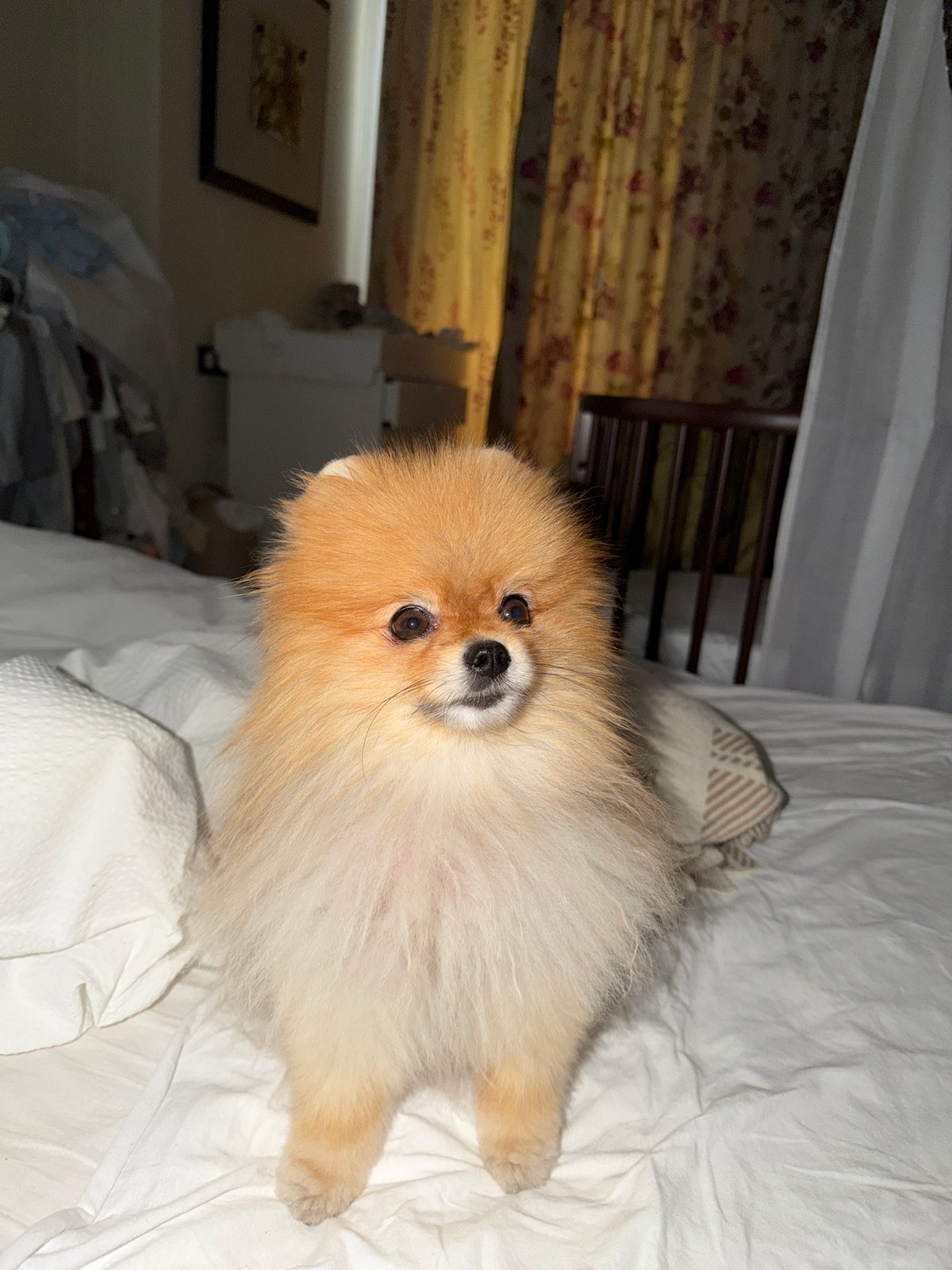 Pomeranian dog rests on bed in Khimki home