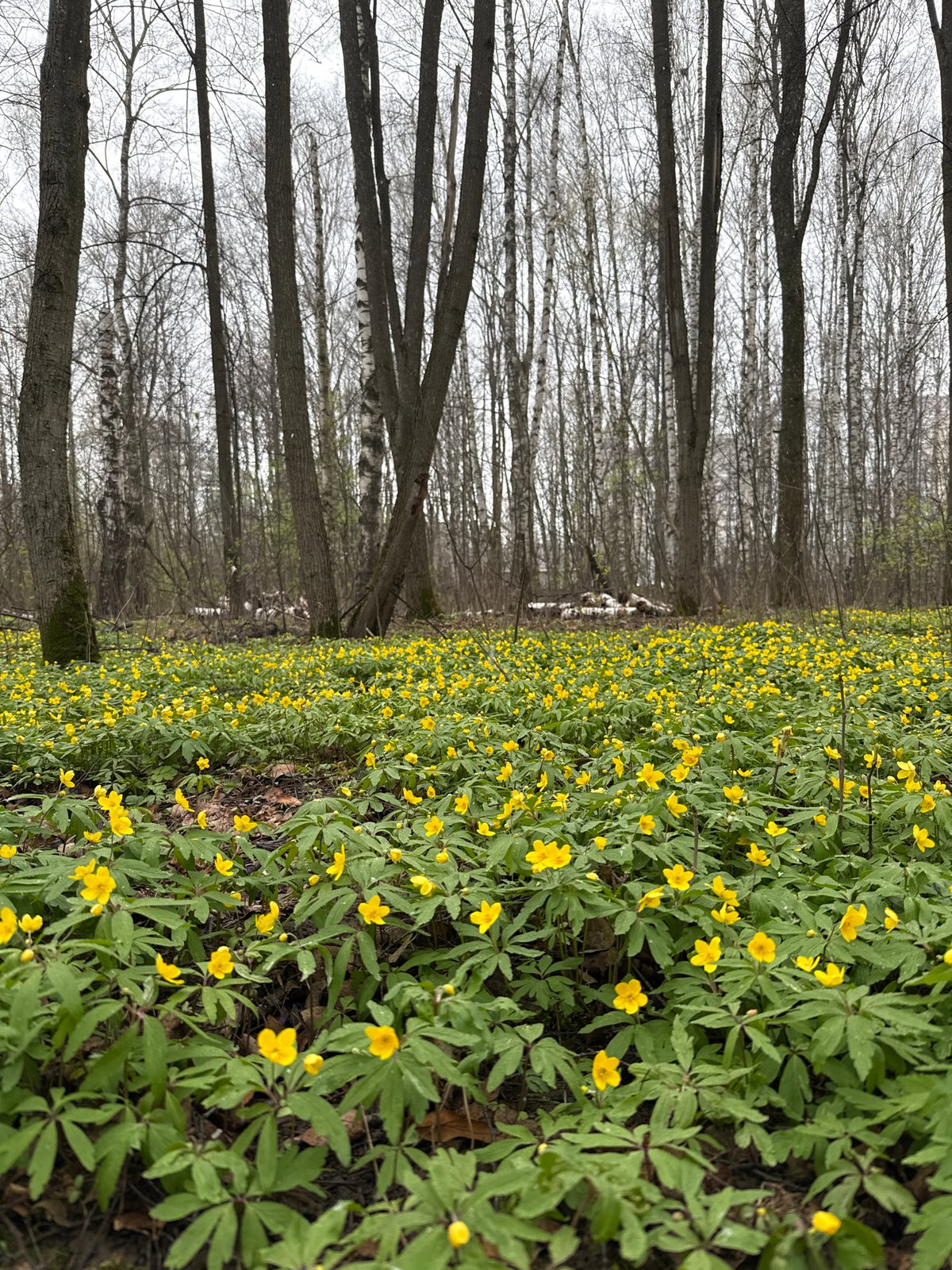 Woman photographs spring forest portrait session in Rusanovo