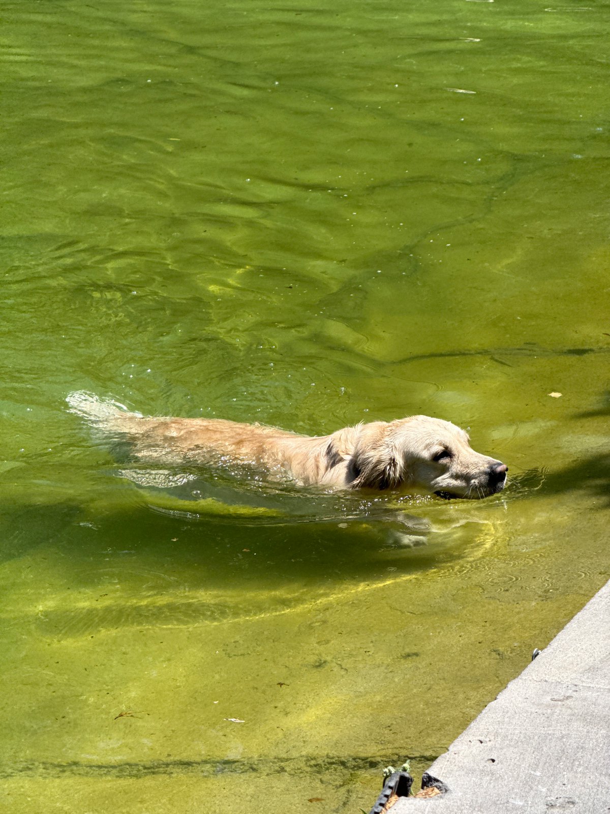 Golden retriever enjoys morning swim and walk in Yerevan park