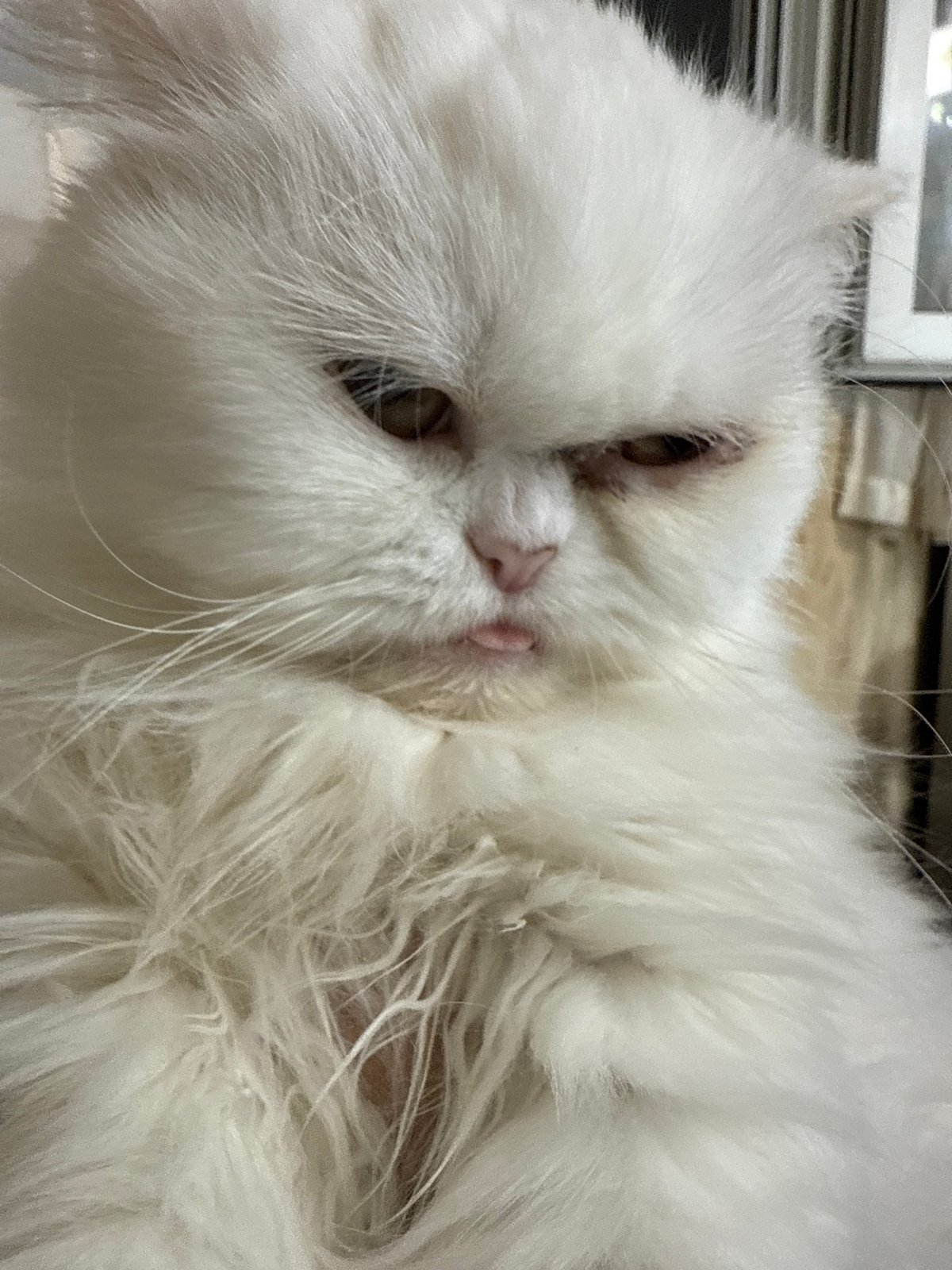 White Persian cat photographed resting indoors in Burgas, Bulgaria