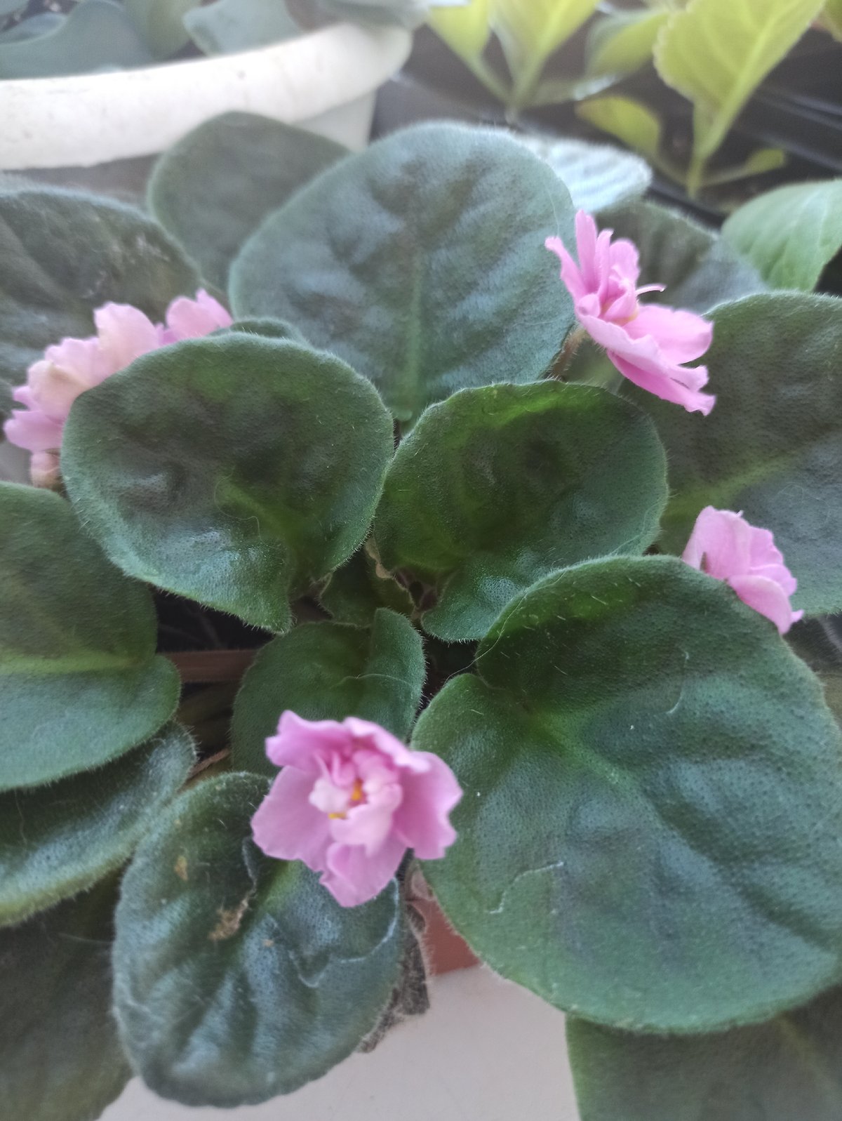 Close-up snapshots of plants, trinkets, and everyday objects at home