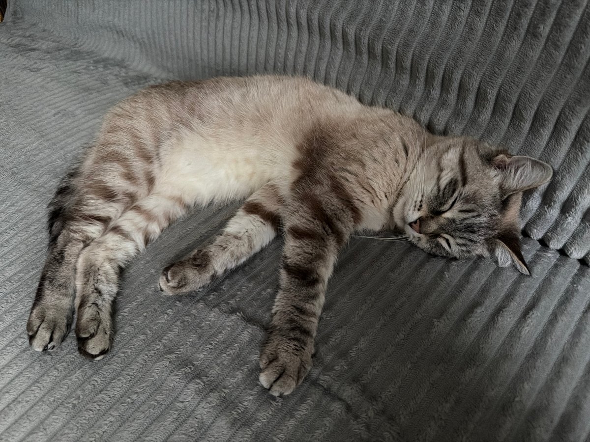 Mystery Pringles and a sleeping cat in Novouralsk